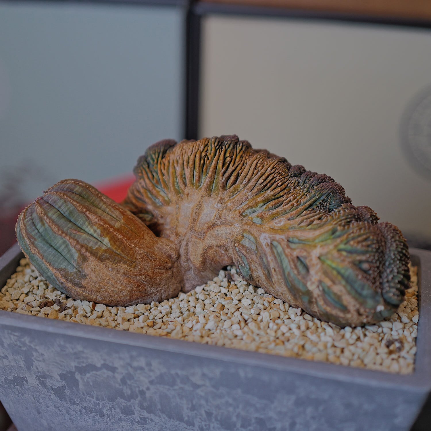 【超厳選株】マザープランツ 超大株 最大幅約17.5cm ヴィンテージ ダブルヘッドヘッド 綴化 オベサ / ユーフォルビア