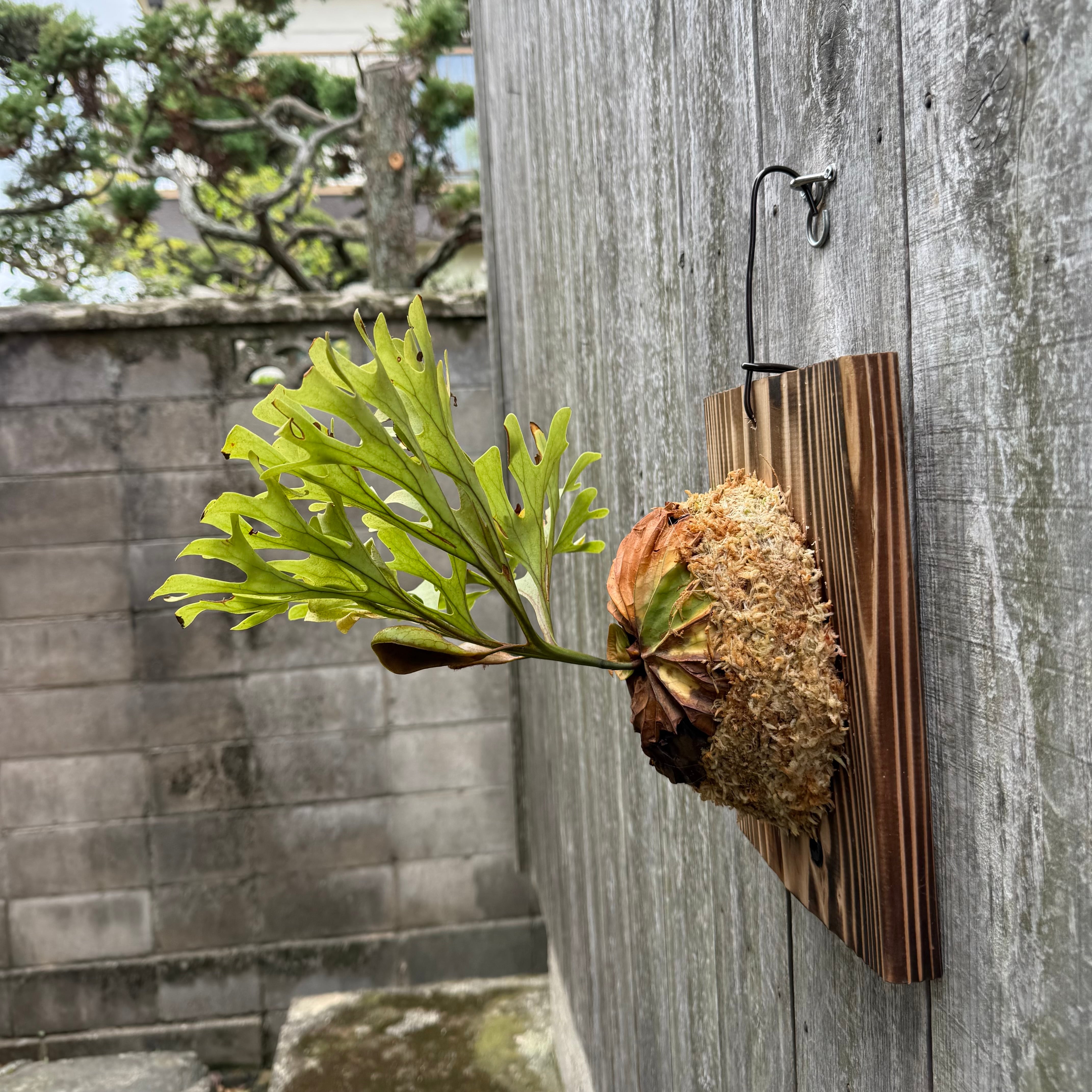 P.ridleyi wild | naturefix