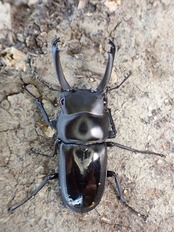 【WD】《ビシグナートゥスコクワ ペア》