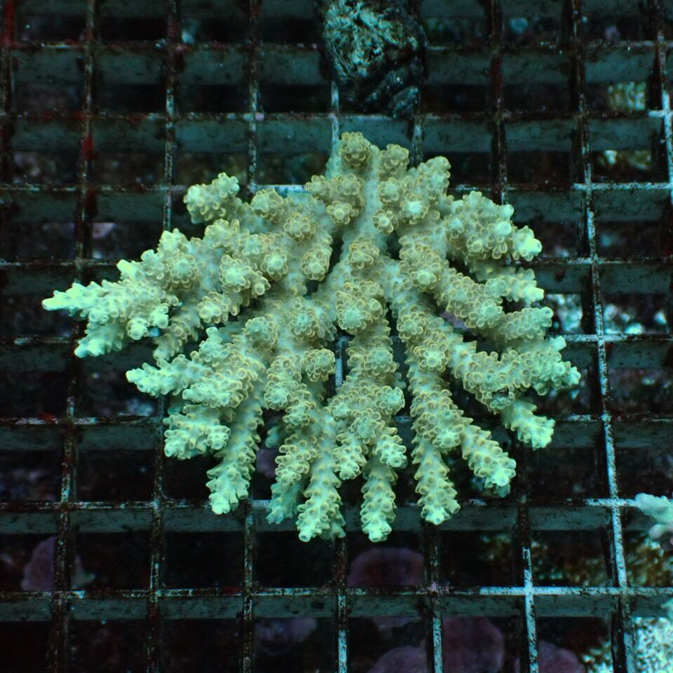 サンゴ販売 HOUSE REEF(ハウスリーフ)サンゴ・海水魚・海藻・通販・大阪・関西