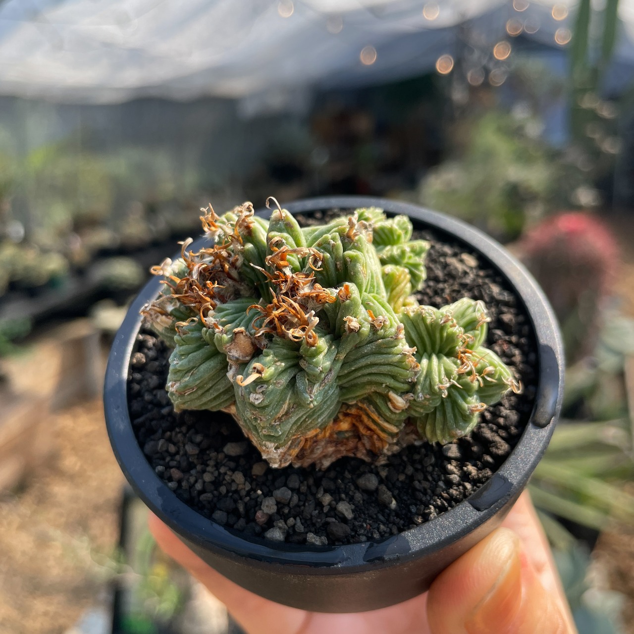 Aztekium ritteri 'Valdezii'【アズテキウム・紅籠・カキ仔】