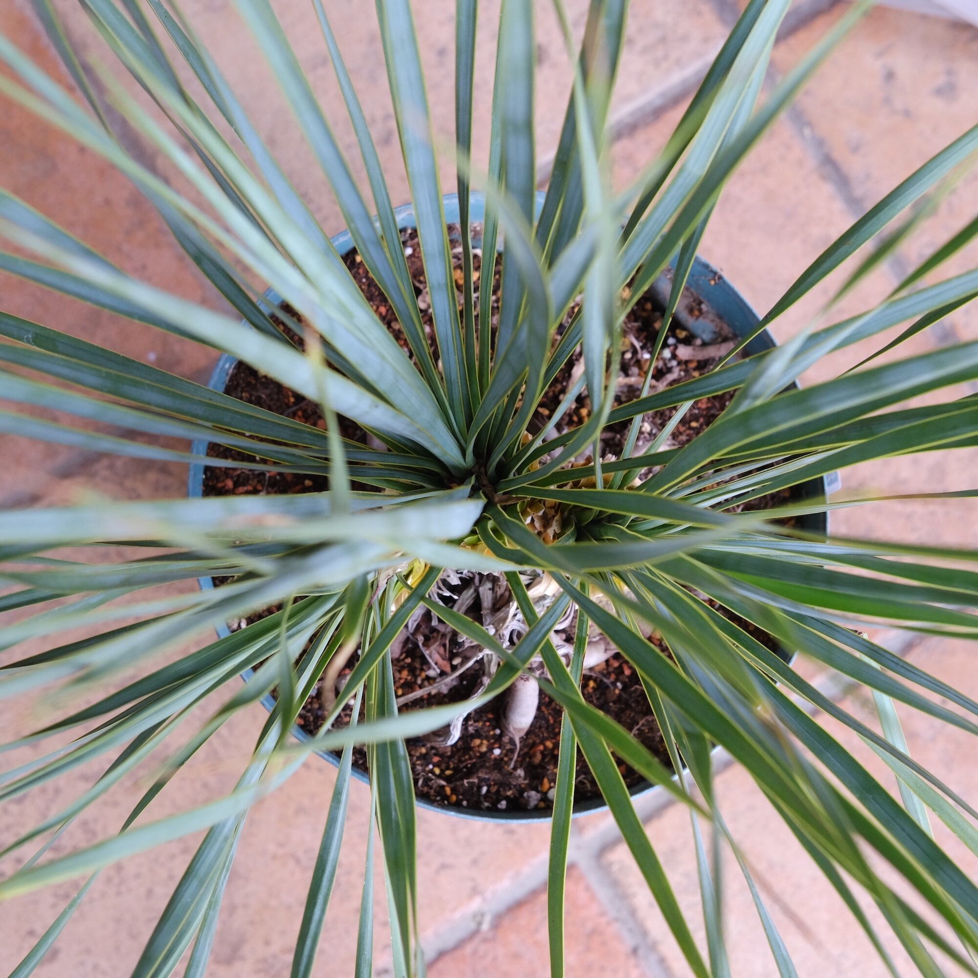 ユッカ ロストラータ B