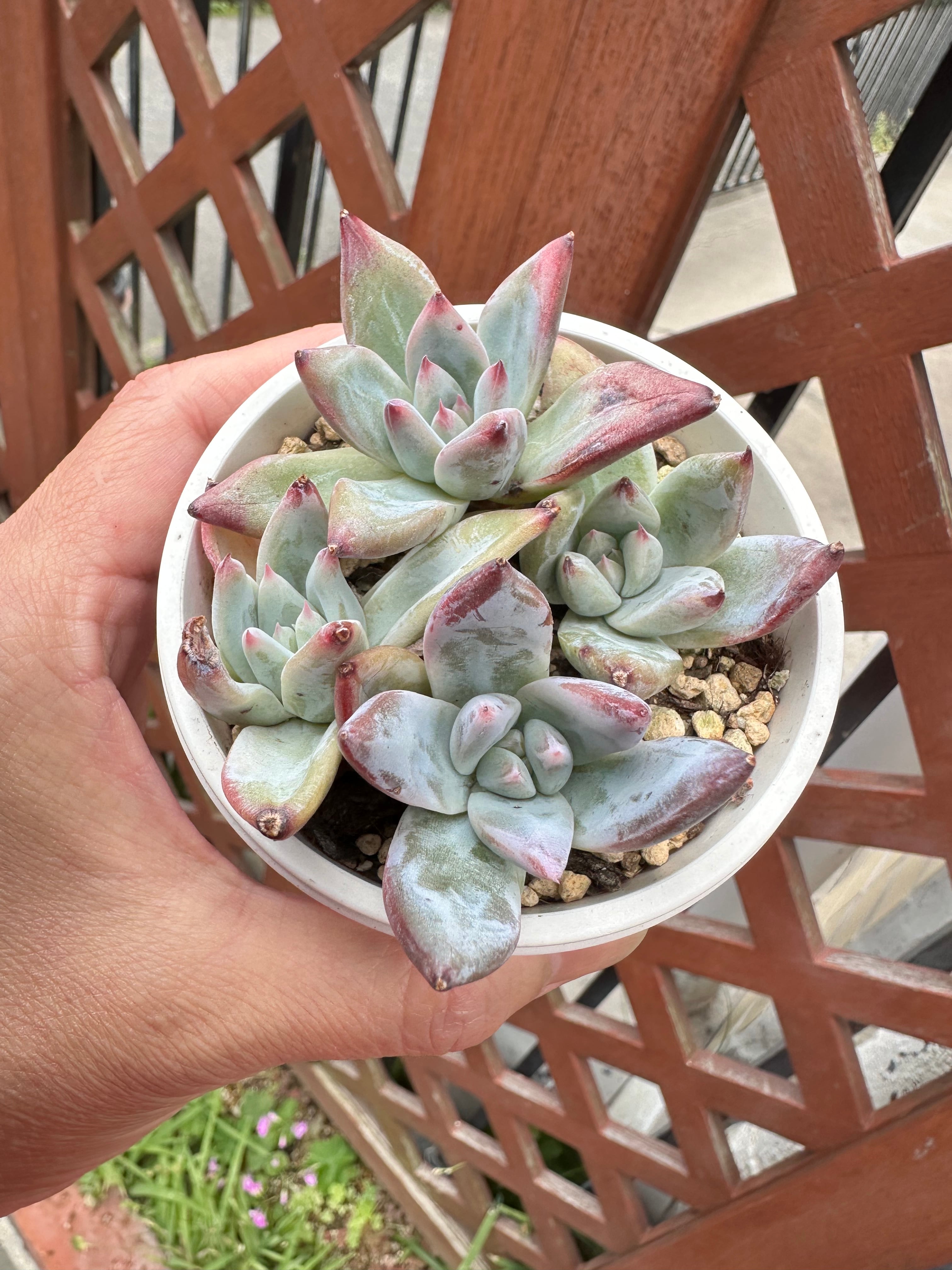 多肉植物 アエオニウム 孔雀白錦 美苗 #孔3 | PAY ID