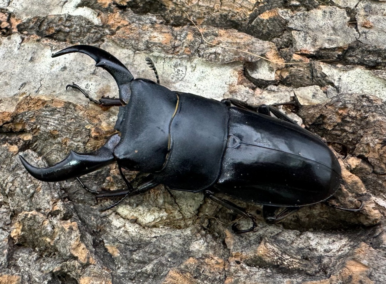 【WD】《サキシマヒラタクワガタ 与那国島産 52mm ペア》