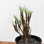 Othonna protecta【オトンナ・プロテクタ】