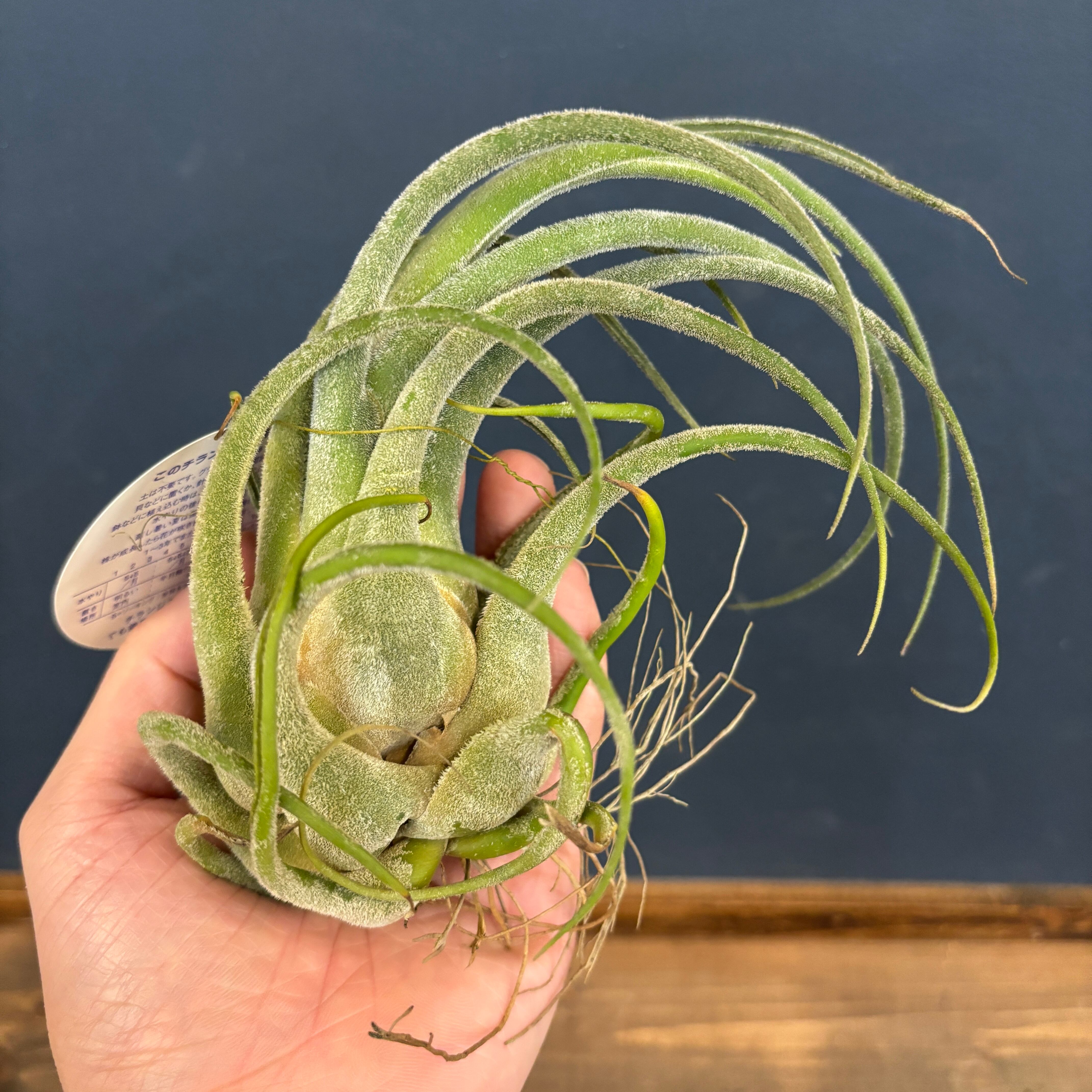 チランジア セレリアナ【669】