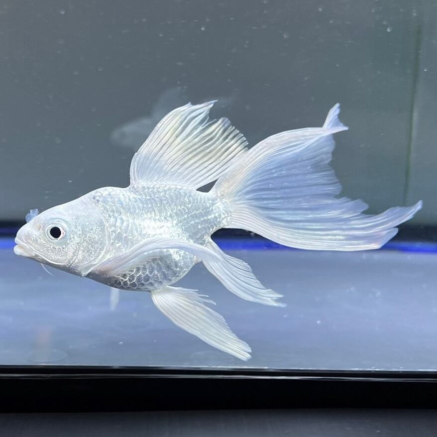 ヒレナガゴイ　ショートボディ　約13センチ ヒレナガゴイ ショートボディ 約13センチ