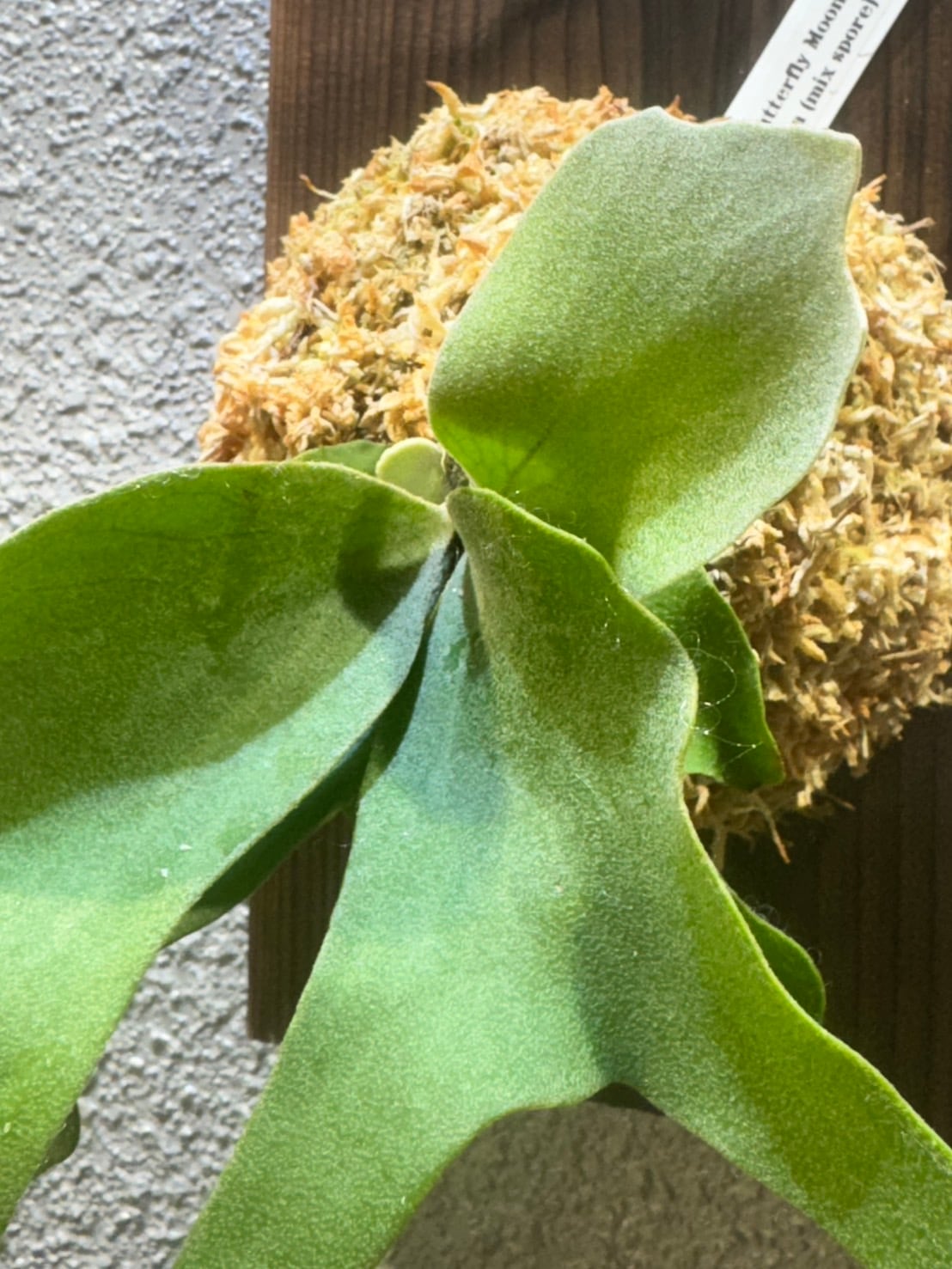 P.Butterfly Moon × P.Ginka (MIXspore) | Plants.Links