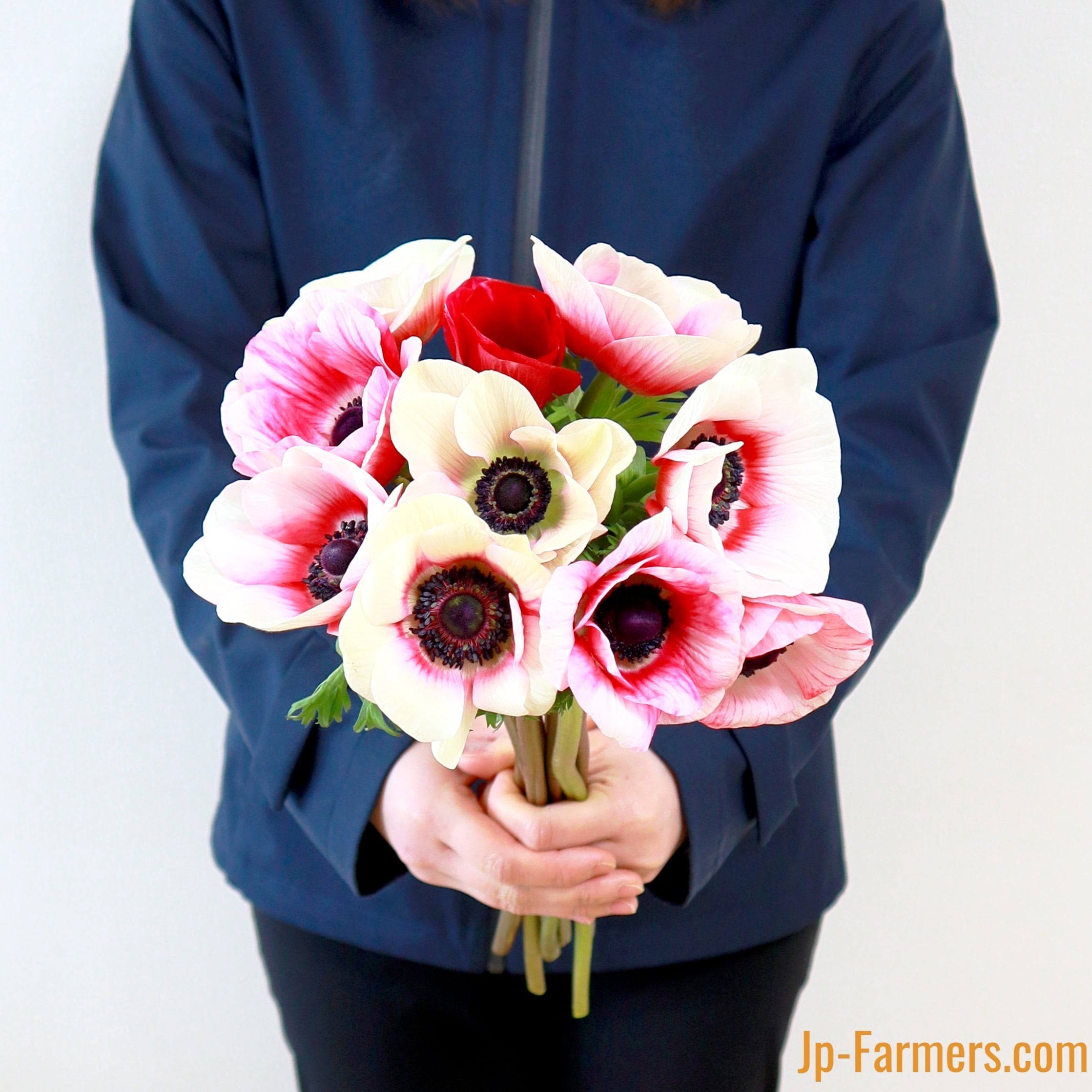 赤 | 新鮮お花問屋 Jp-Farmers.com