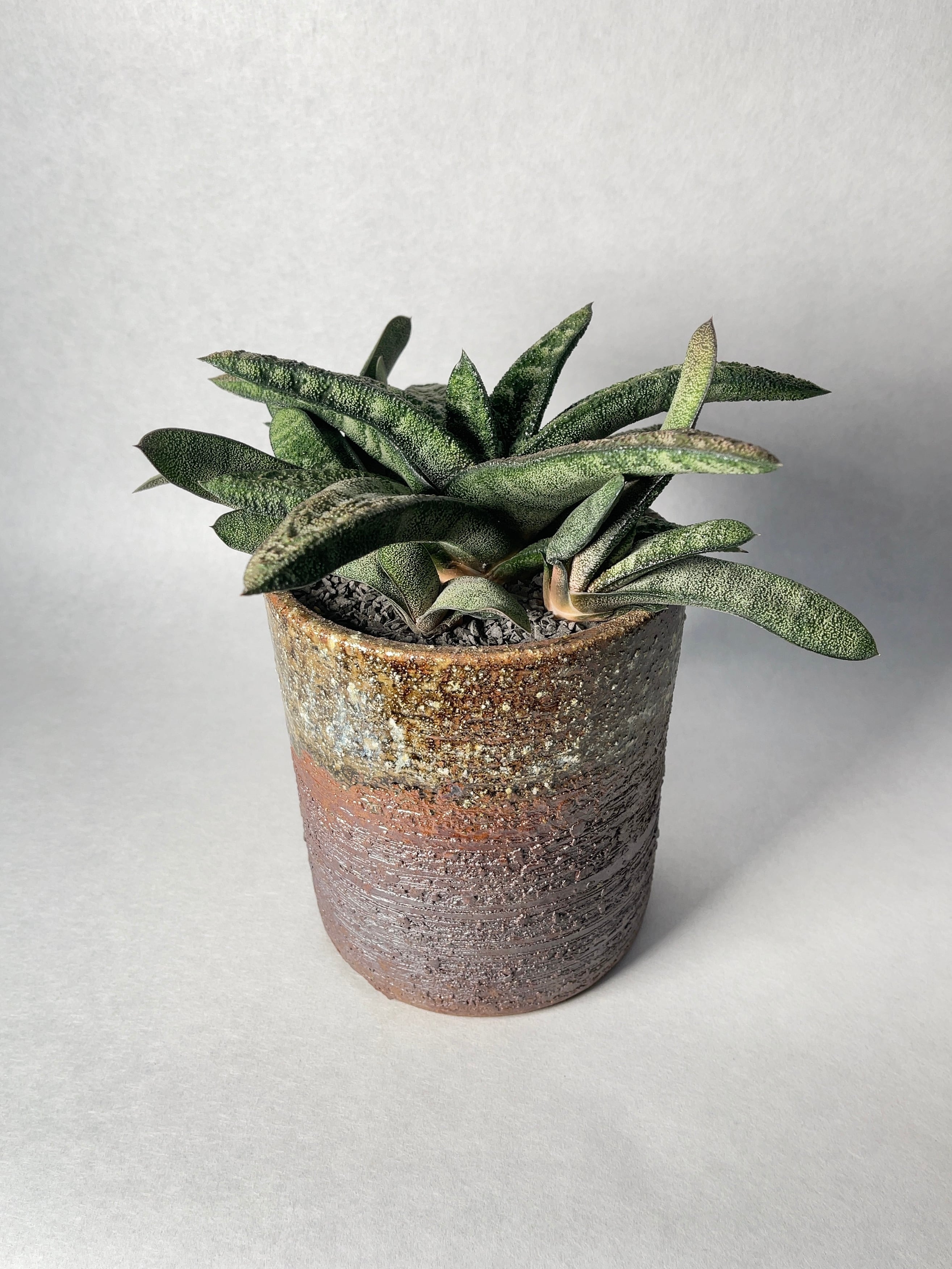 ガステリア　ダルマ春鷲囀錦 ガステリア ダルマ春鷲囀錦 Yahoo!オークション - σ ガステリア 達磨春