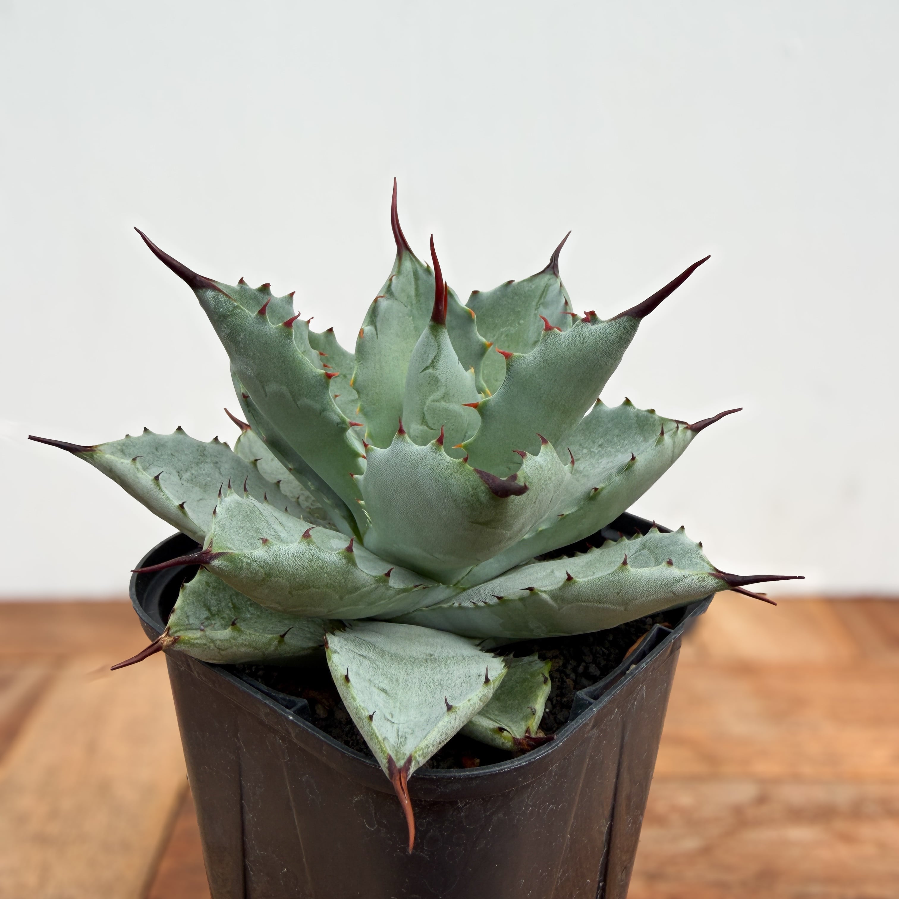 Agave titanota No,1【アガベ・チタノタ・農大No,1】 | RIMO'S