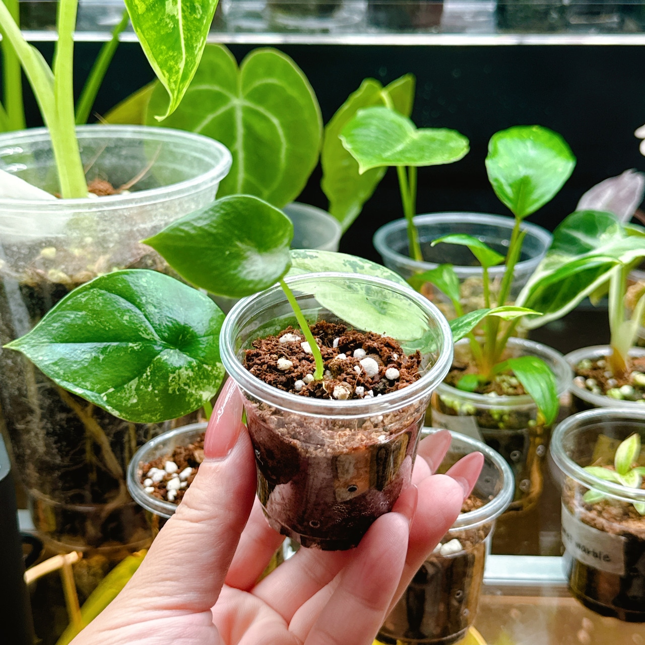 速達 アロカシア シヌアータ 斑入り Alocasia sinuata var | B.runo
