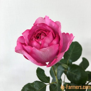 ※市場直送便！京果園　10本★バラ品種名：イブピアジェ　ﾀﾞﾏｽｸの芳香が魅力のﾛｰｽﾞﾋﾟﾝｸ大輪品種。