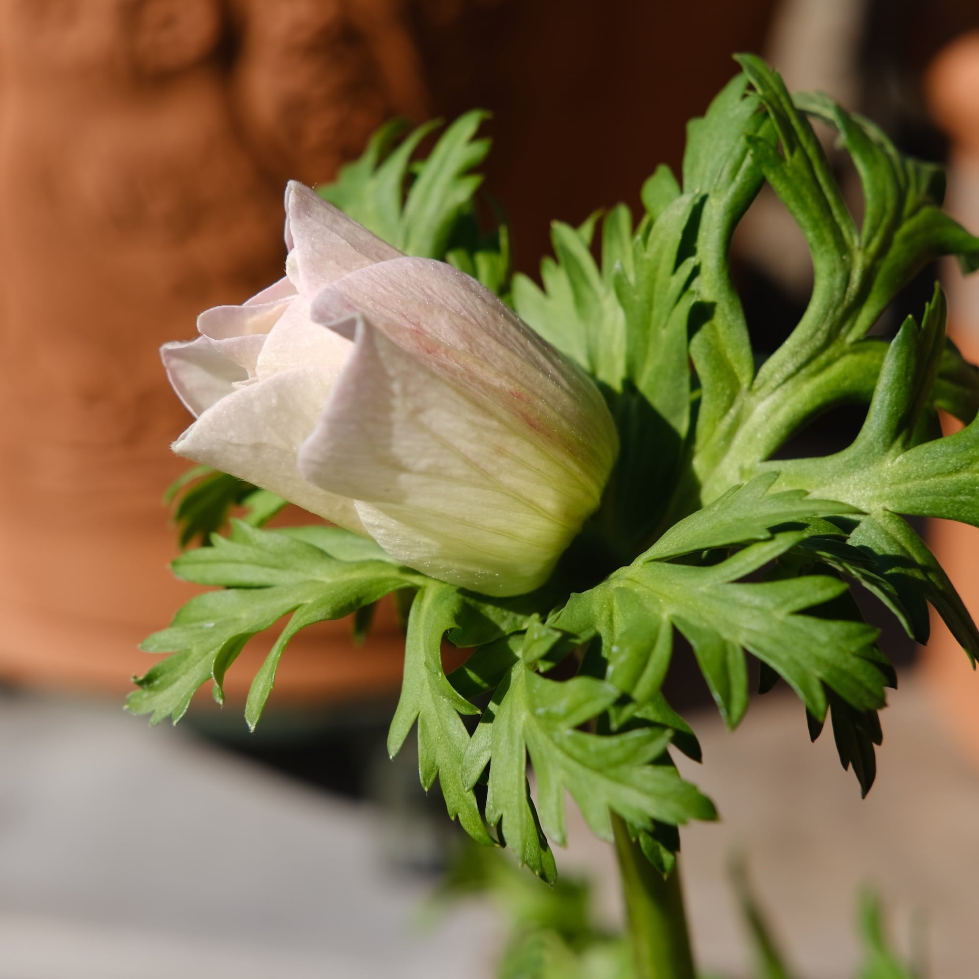 アネモネ ミストラル《 ローサチアロ 》 | グリーンギャラリーガーデンズ