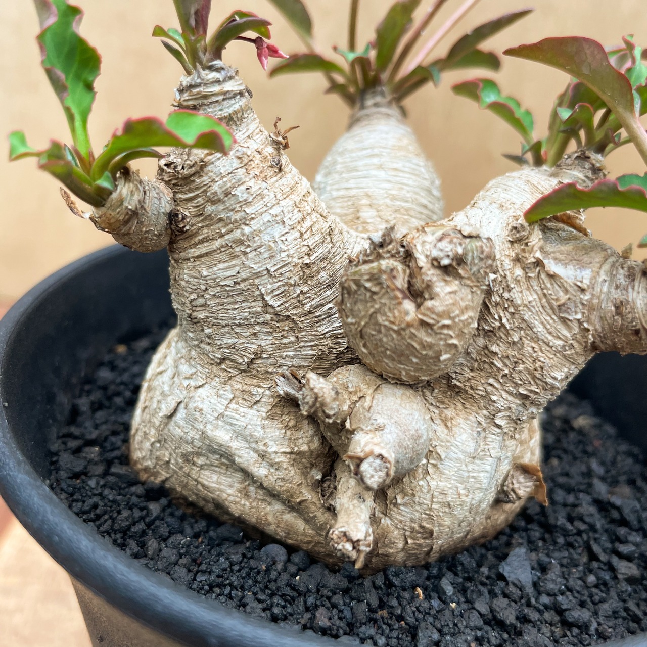 Euphorbia spannringii【ユーフォルビア・スパンリンギー(フィッシュボーン)】