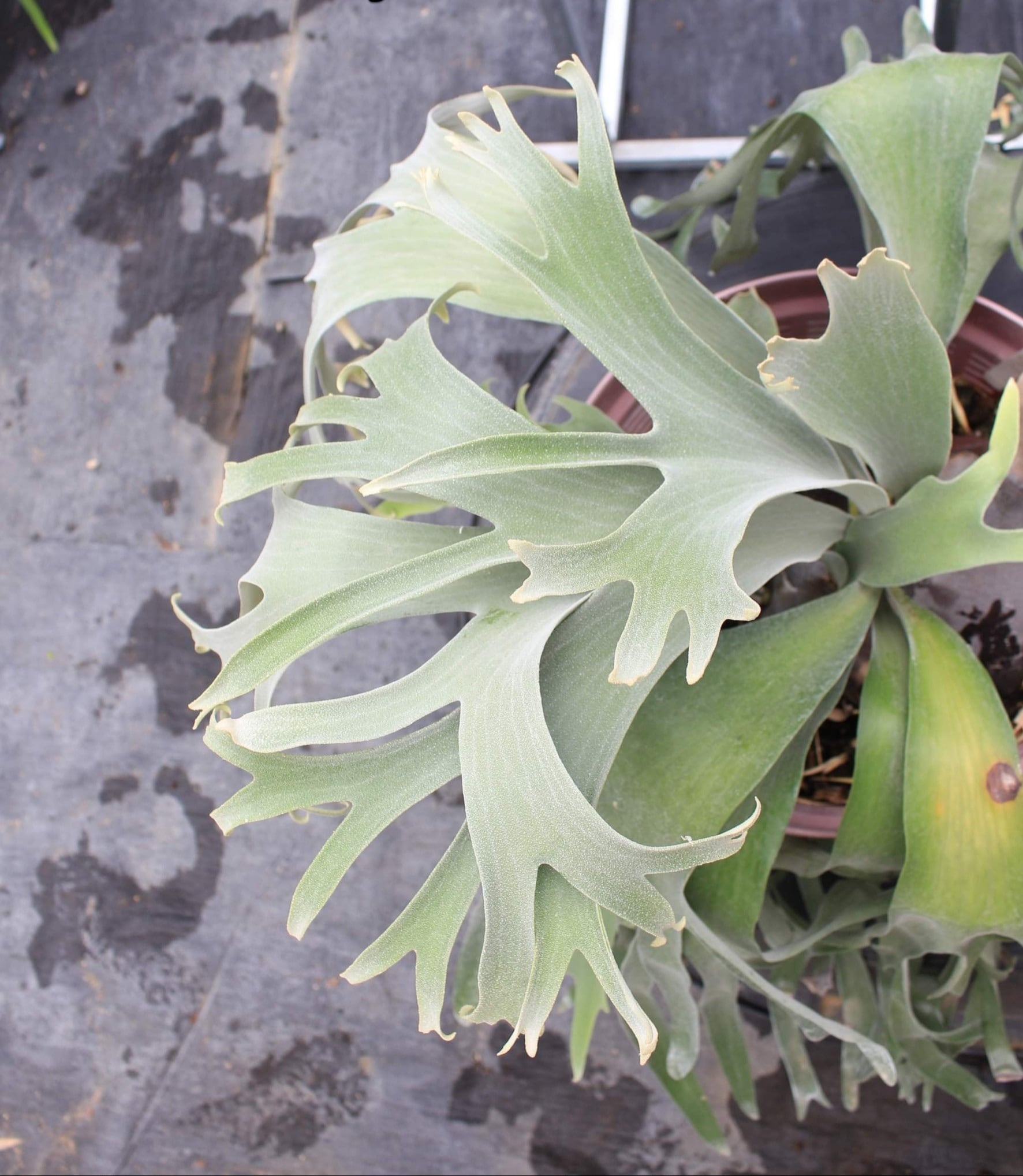 P.WhiteKnight ホワイトナイト　ビカクシダ　子株　白　ウィリンキー P.White Knight 【artPLANTs】ビカクシダ/Platycerium | artPLANTs