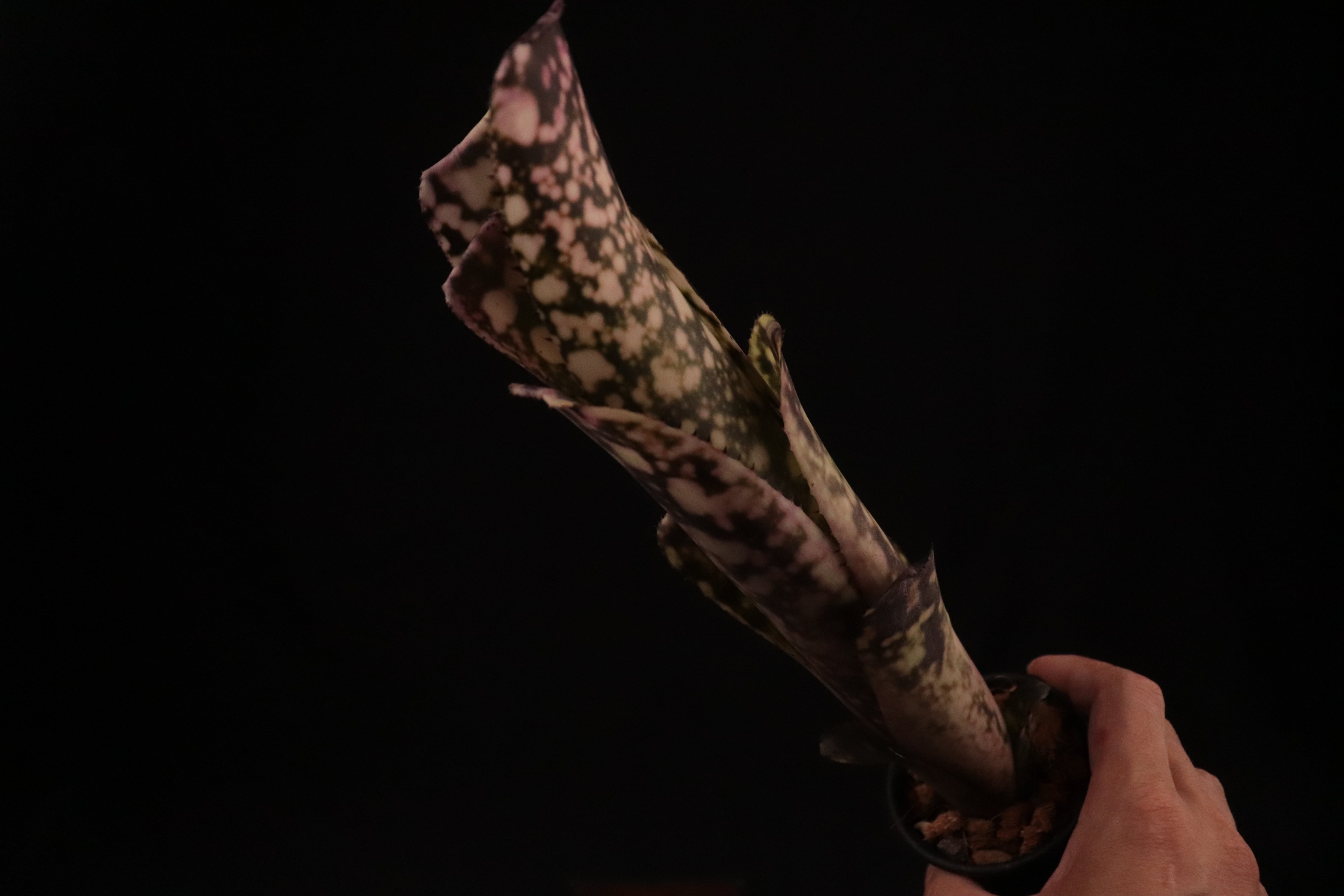 reserved】Billbergia 'Kolan Raspberry Cream'〔ビルベルギア〕現品