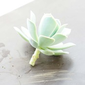 【限定1株】カット苗 ポルックス Echeveria 'Pollux'