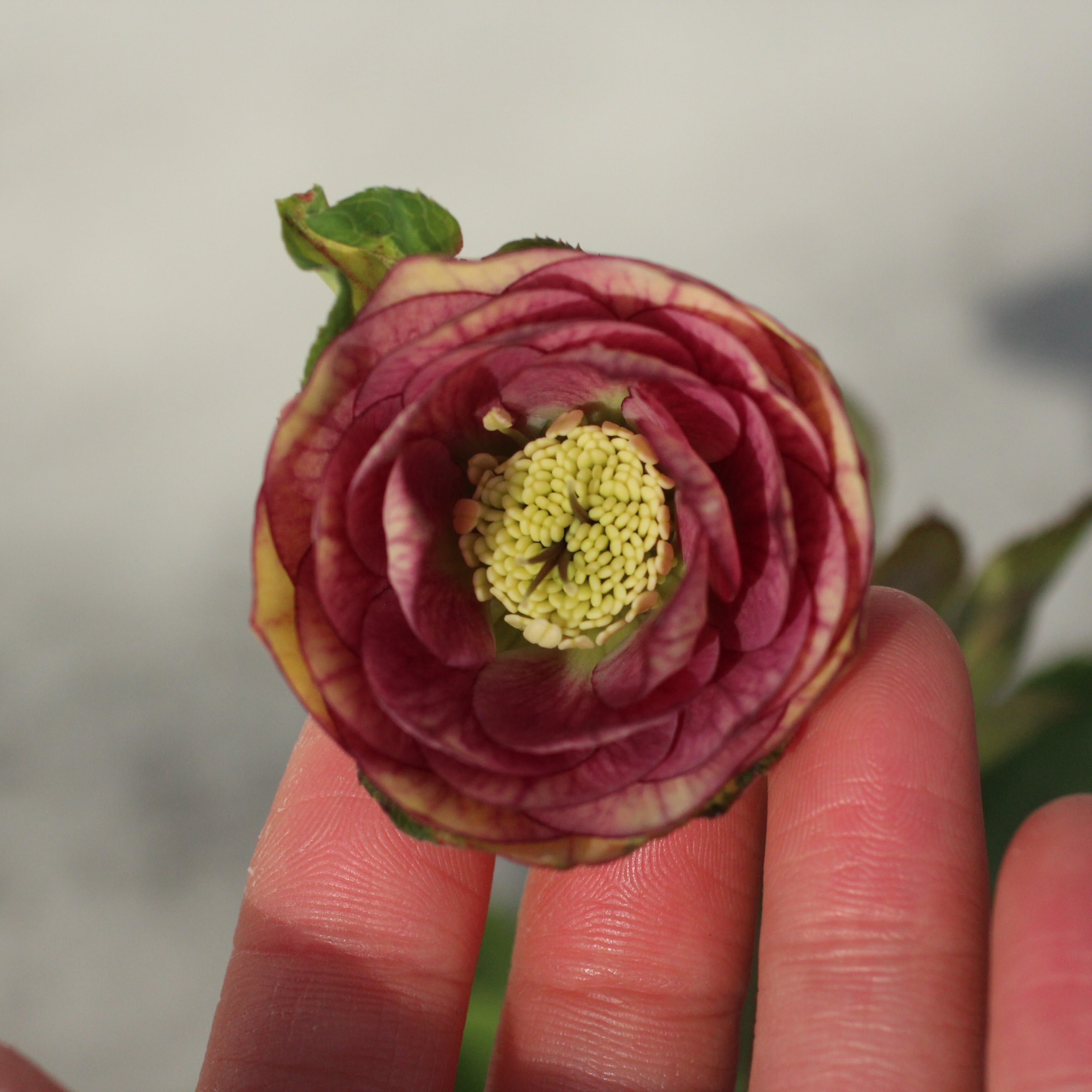 WS26-082 クリスマスローズ ウィンターシンフォニー イエロークレオン