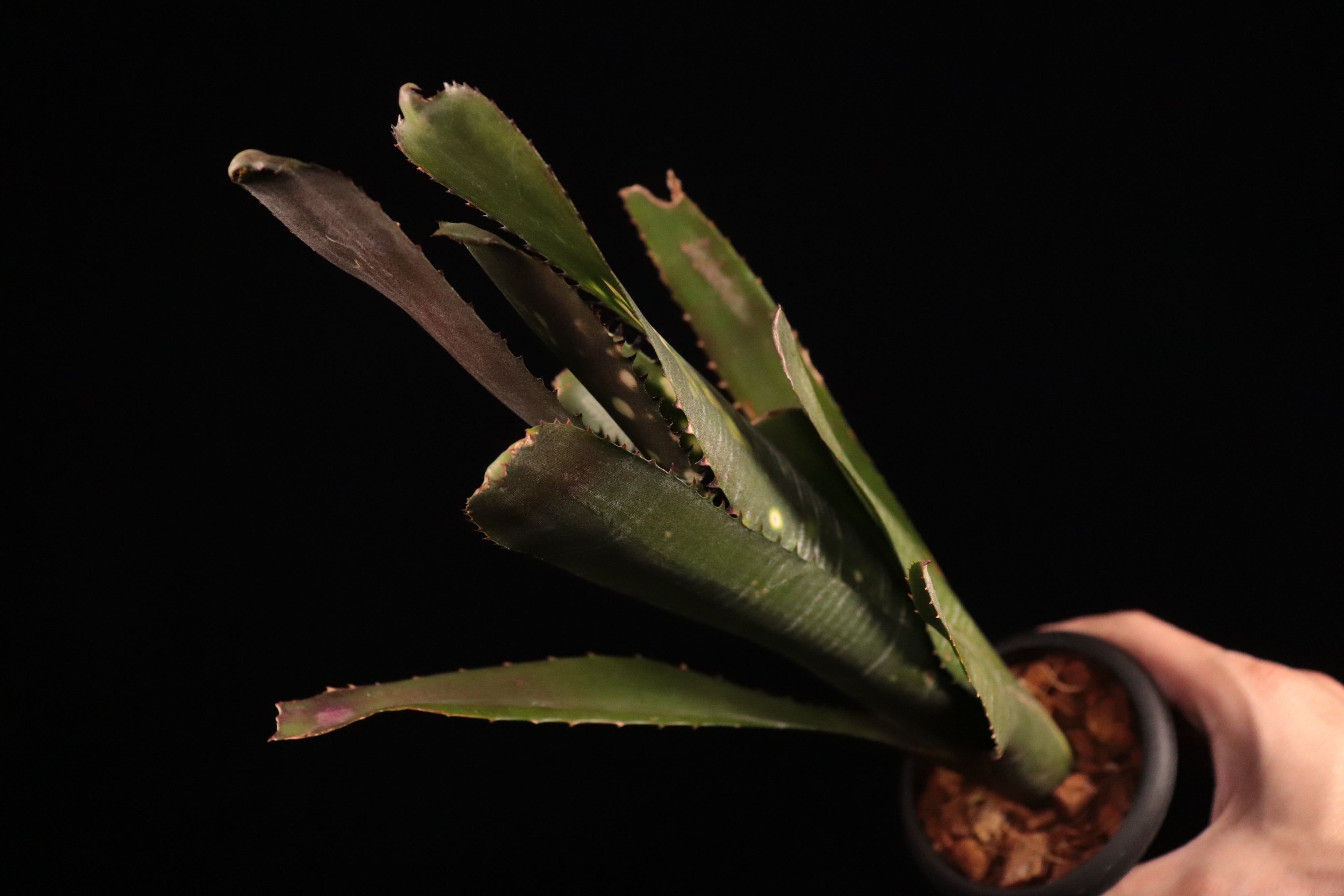 送料無料】Billbergia 'Virginia'〔ビルベルギア〕現品発送B0225