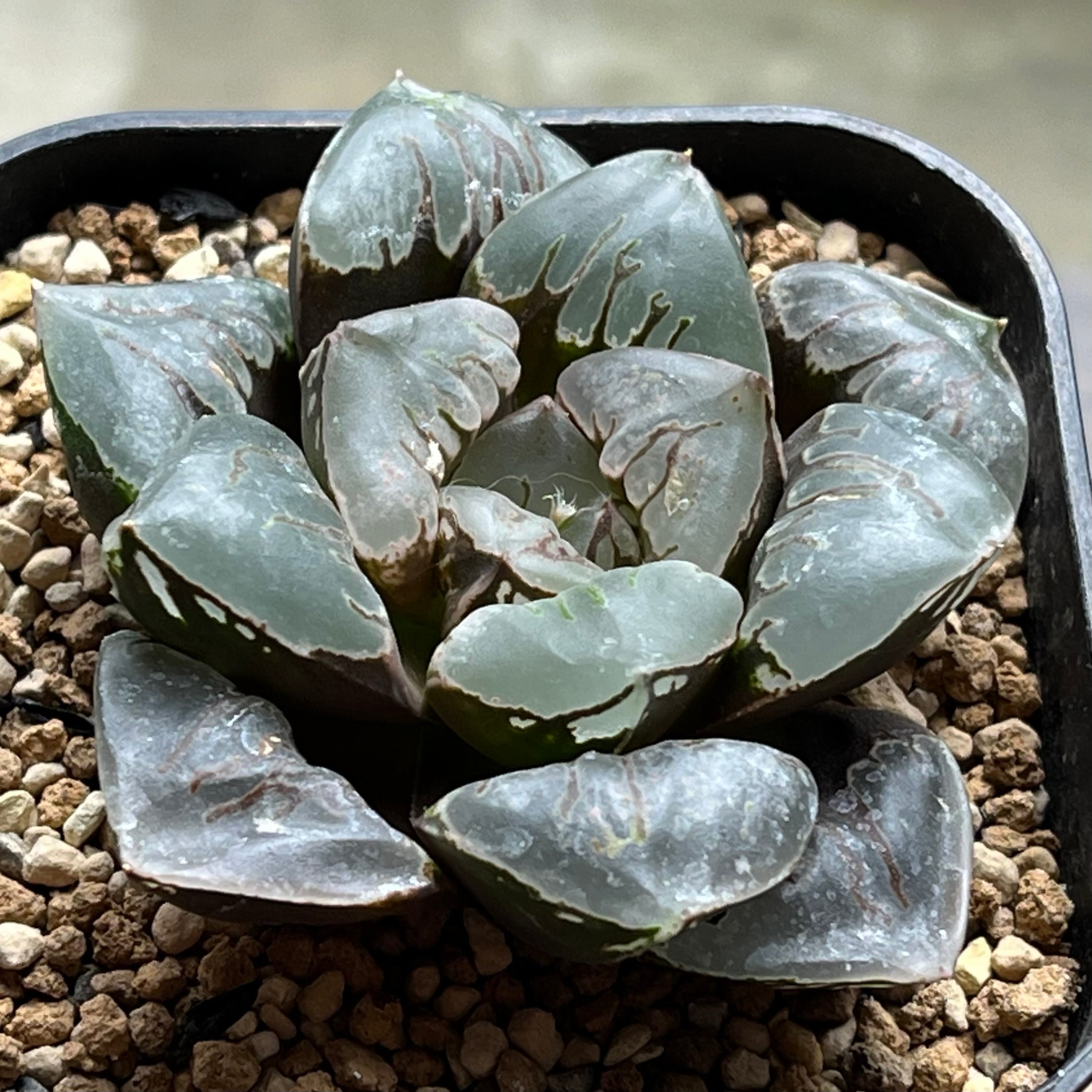 ハオルチア オブツーサ錦 地泉 | mocono_plants