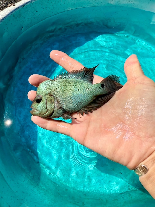 タイシルク