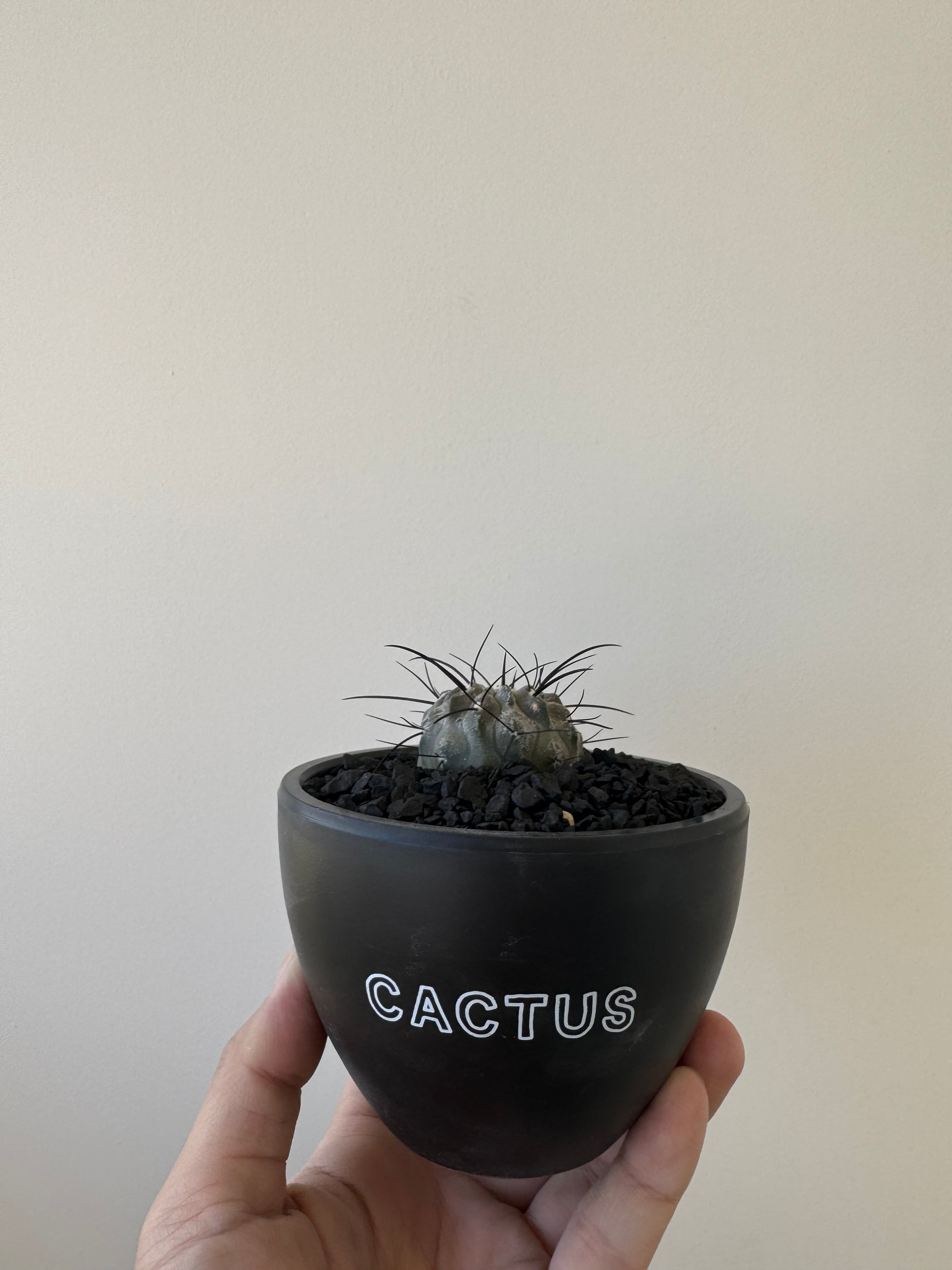 新着】Copiapoa dealbata 2 × CACTUS鉢【俺の黒士冠】コピアポア デ