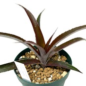 ビルタンサス x Billtanthus ‘Red Burst’ BCR11341【344】