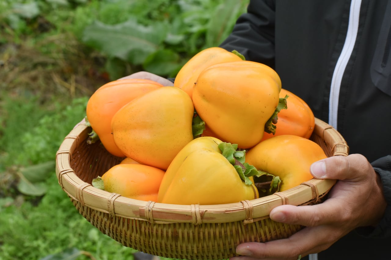 送料半額】ザ・広島ブランド祇園坊あおし柿（渋抜き）6個 | あき