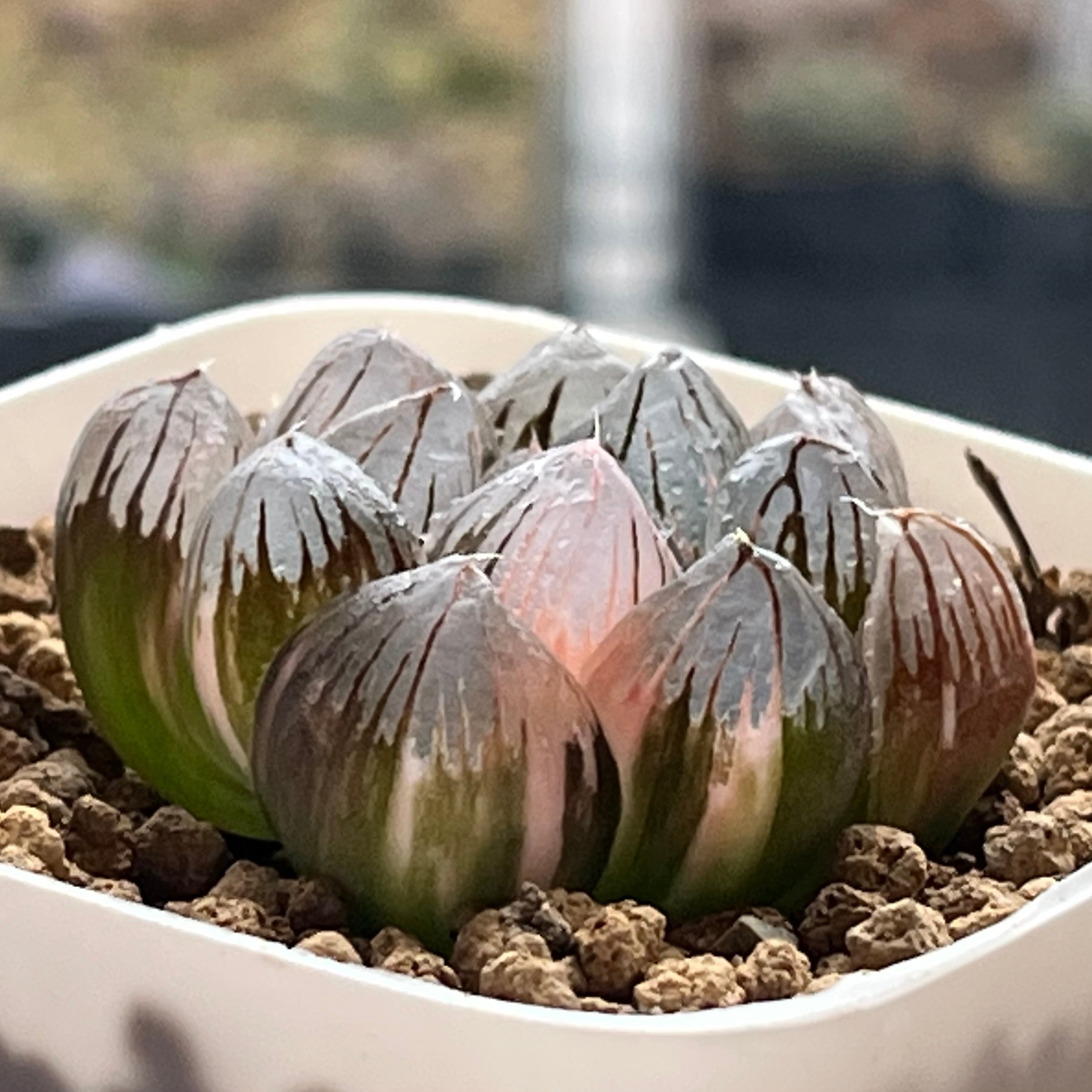 ハオルチア 紫王 オブツーサ錦 | mocono_plants