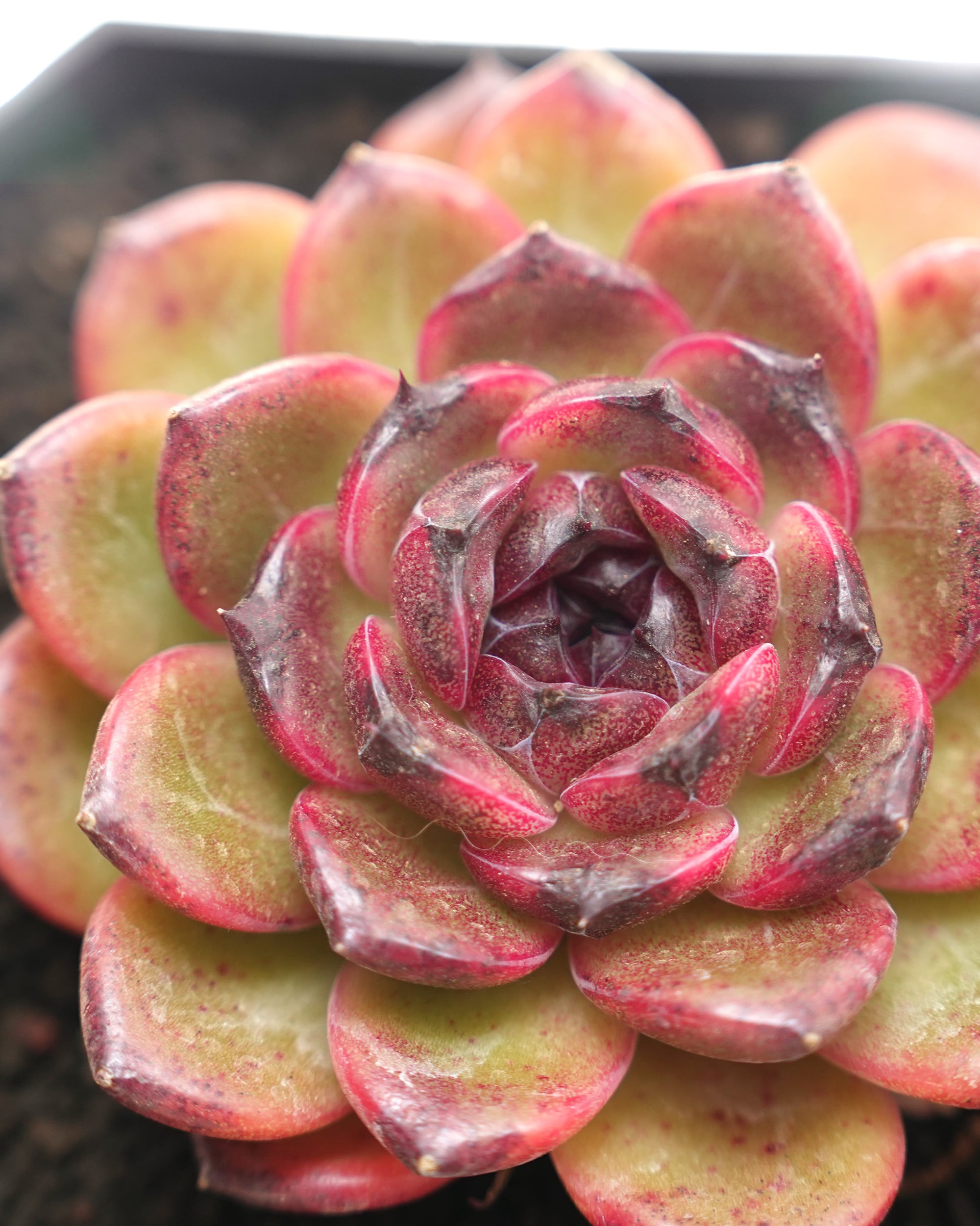 PREMIUM】 抜き苗 アイスランドコーヒー Echeveria 'Iceland Coffee