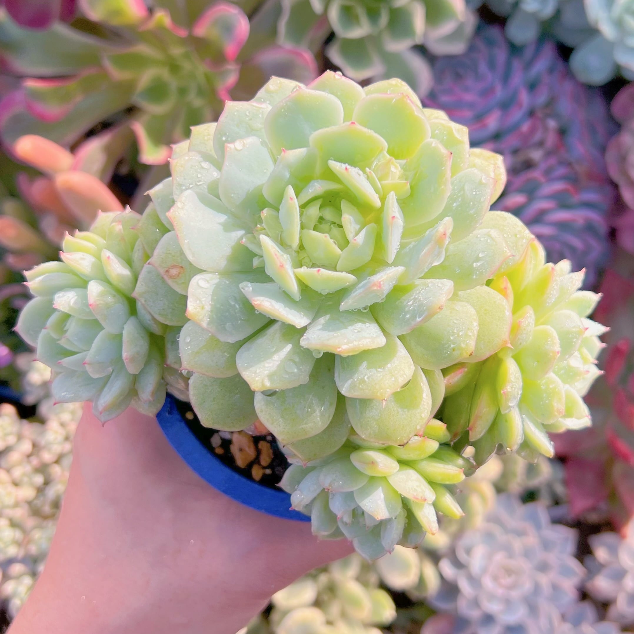 多肉植物　静夜　群生3頭以上　新入荷　るる農園