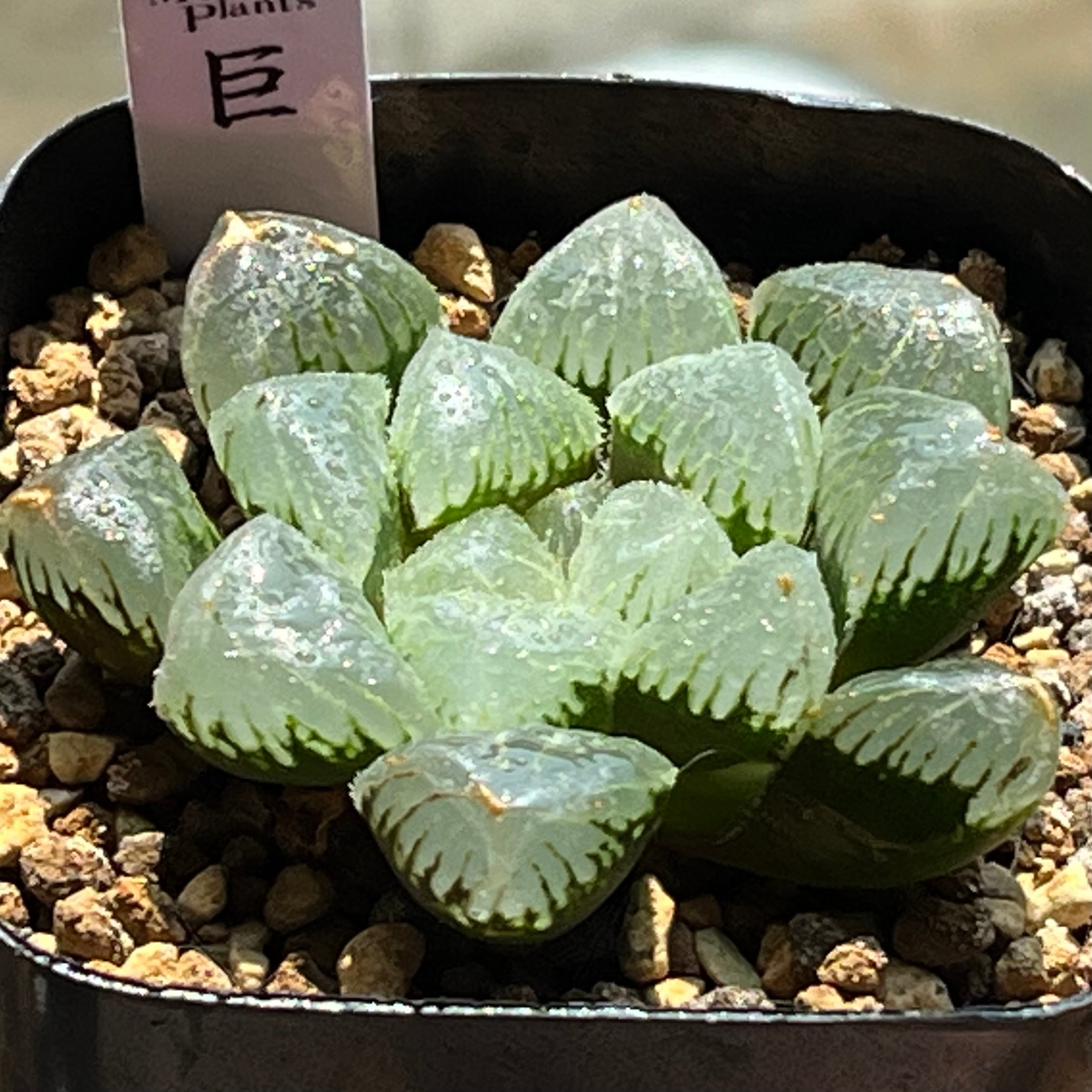 mocono_plants