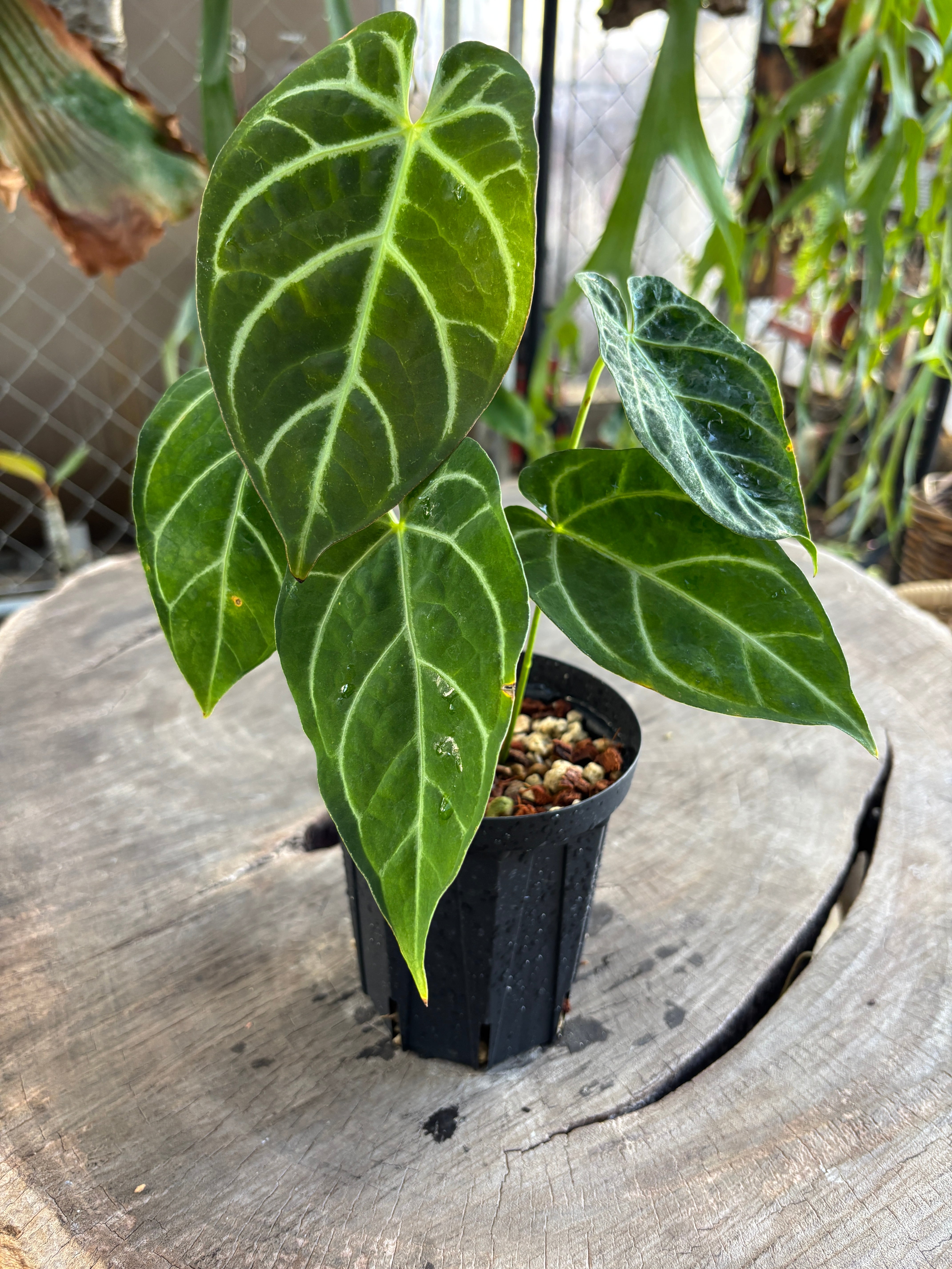 Anthurium | BA PLants