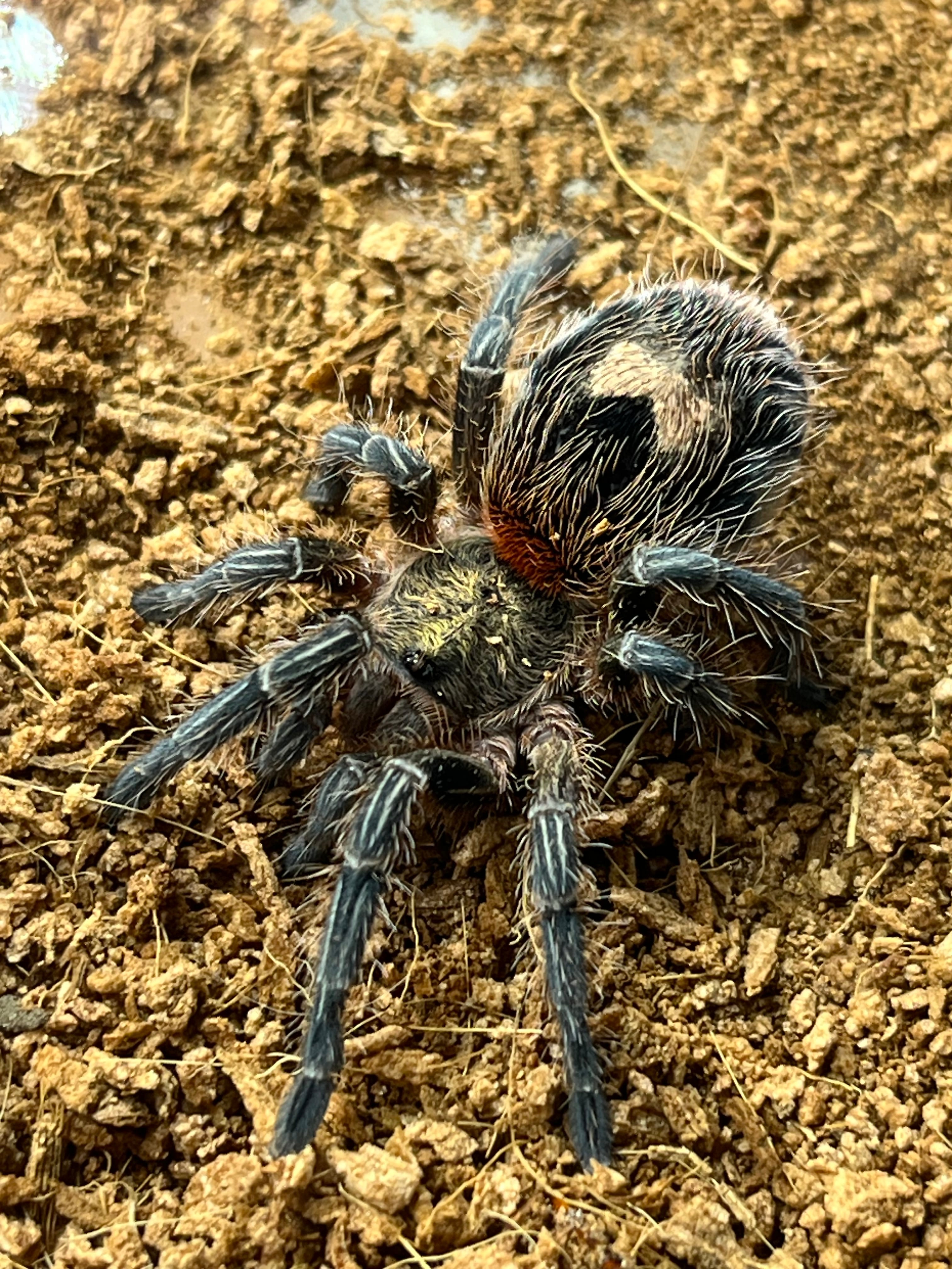 【希少】　節足動物ビジュアルガイド　タランチュラ　& サソリ タランチュラ&サソリ : all about tarantula and scorpion 節足