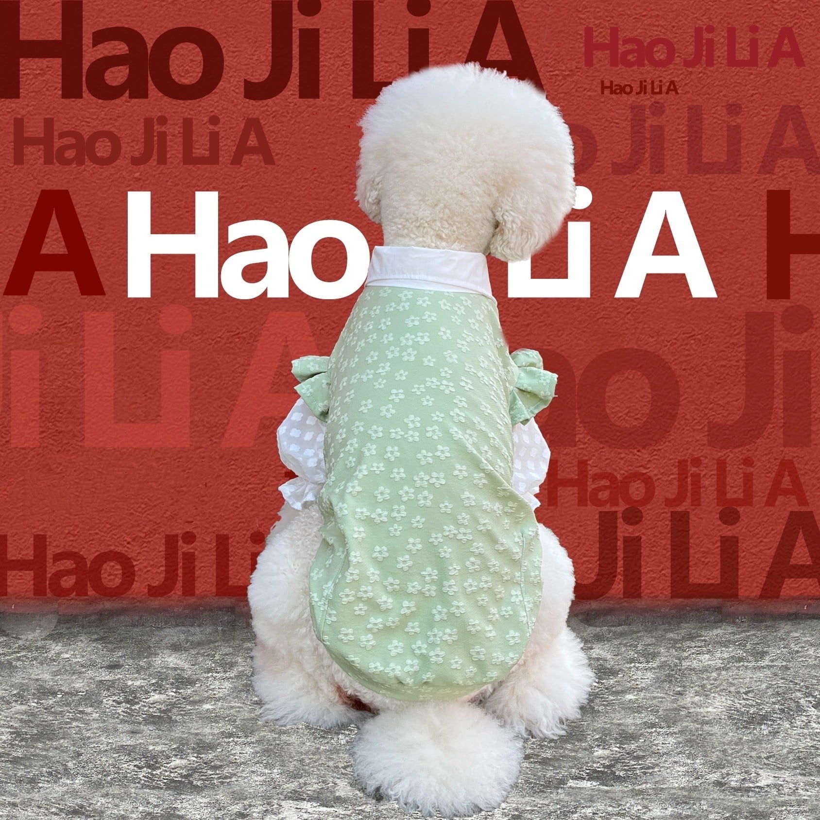 スタンダードプードル専門 カタログ2 | おむのおうち