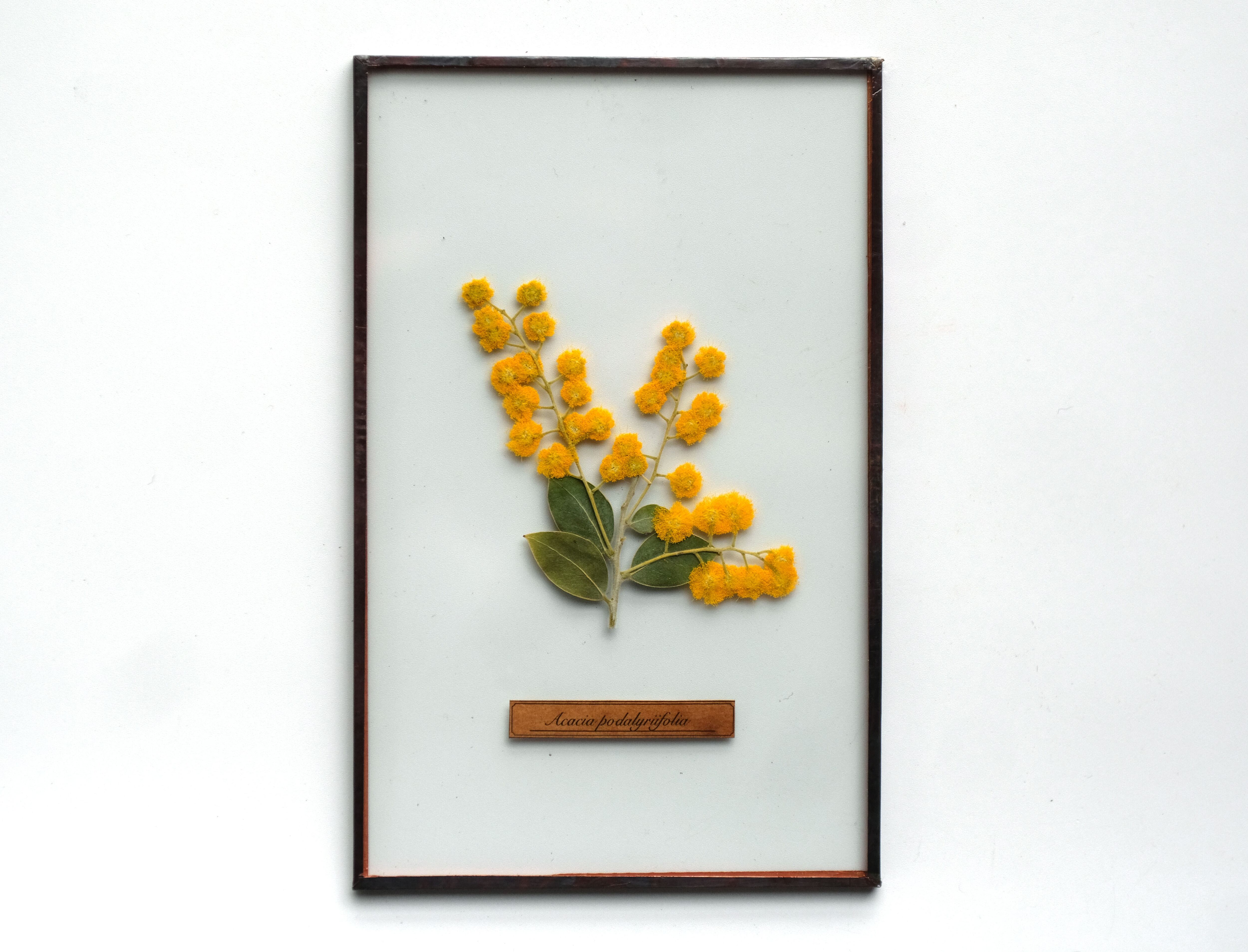 はいいろオオカミ＋花屋西別府商店