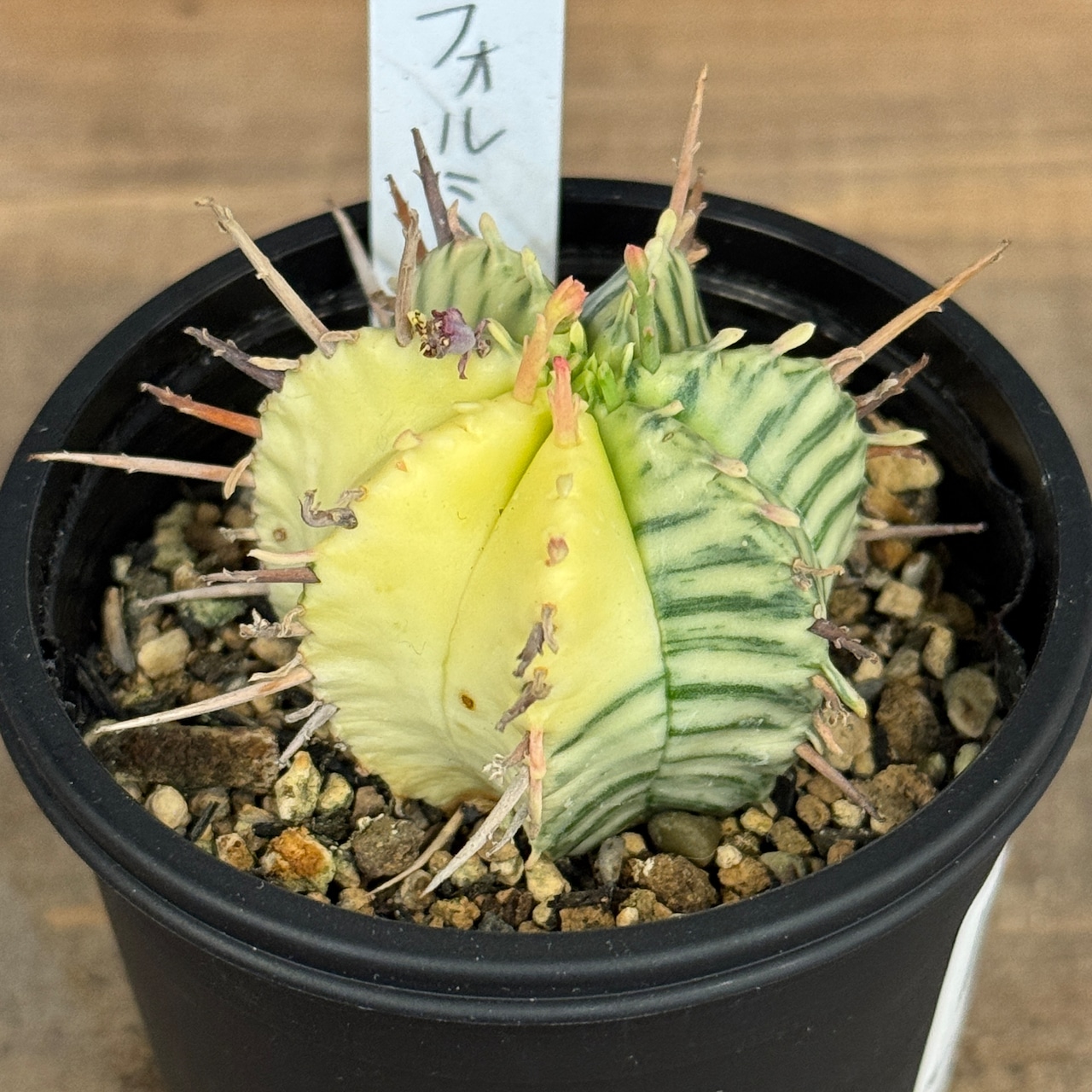 ユーフォルビア メロフォルミス錦【108】