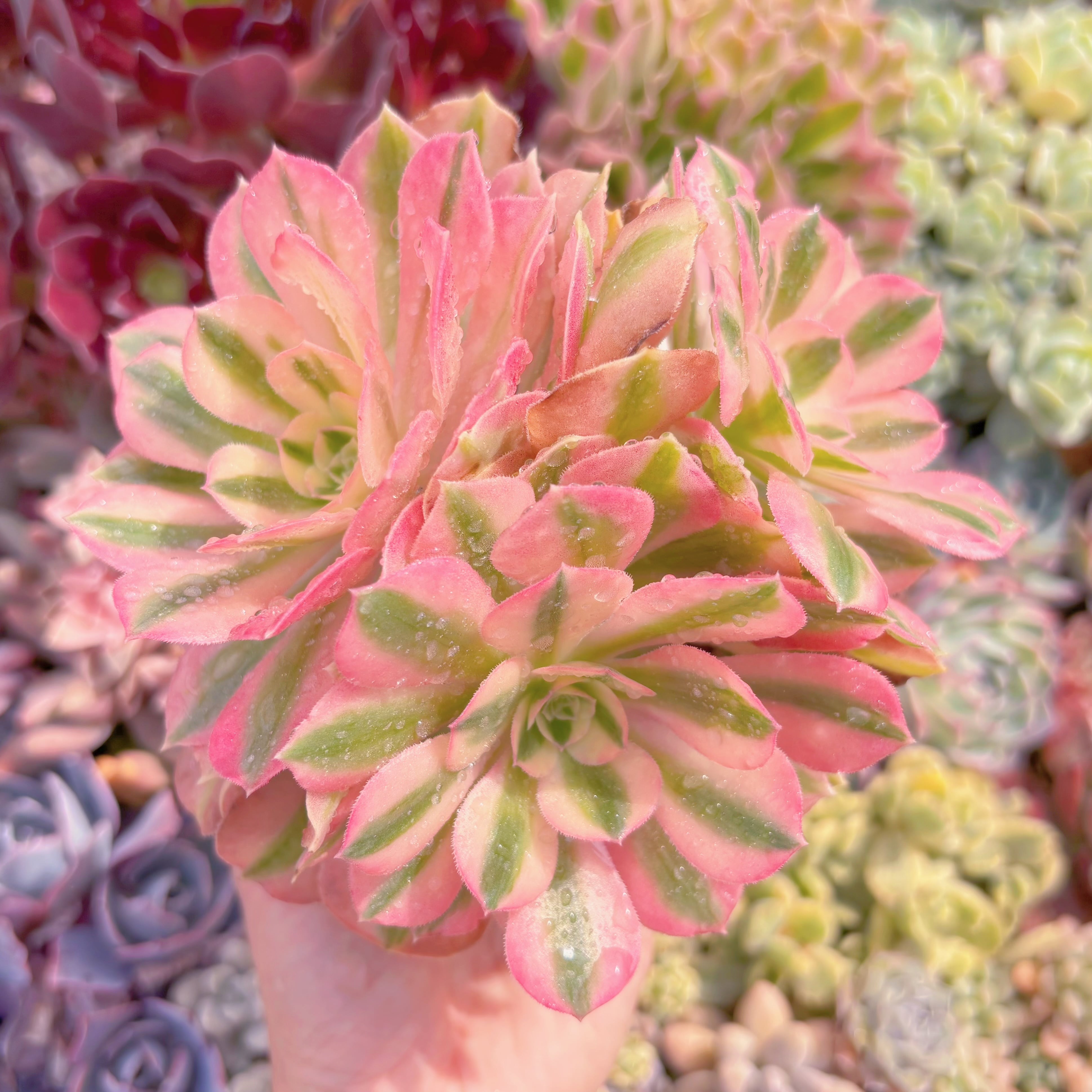 現品　アフラダイティ#C55　群生　るる農園