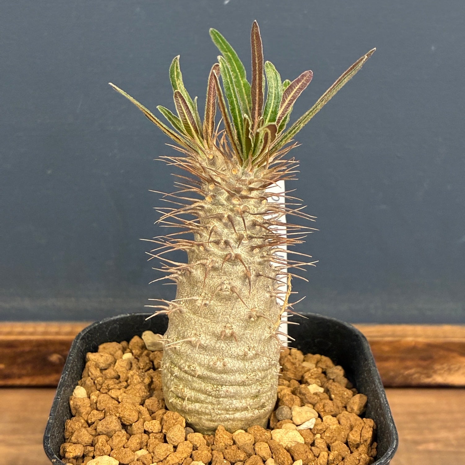 P.Willinckii cv. Sailor Mercury 【artPLANTs】ビカクシダ