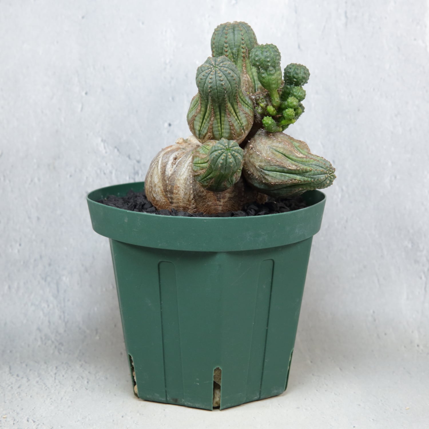 厳選株】大株 親株 最大幅約 17cm 仔吹き 円扇綴化 オベサ