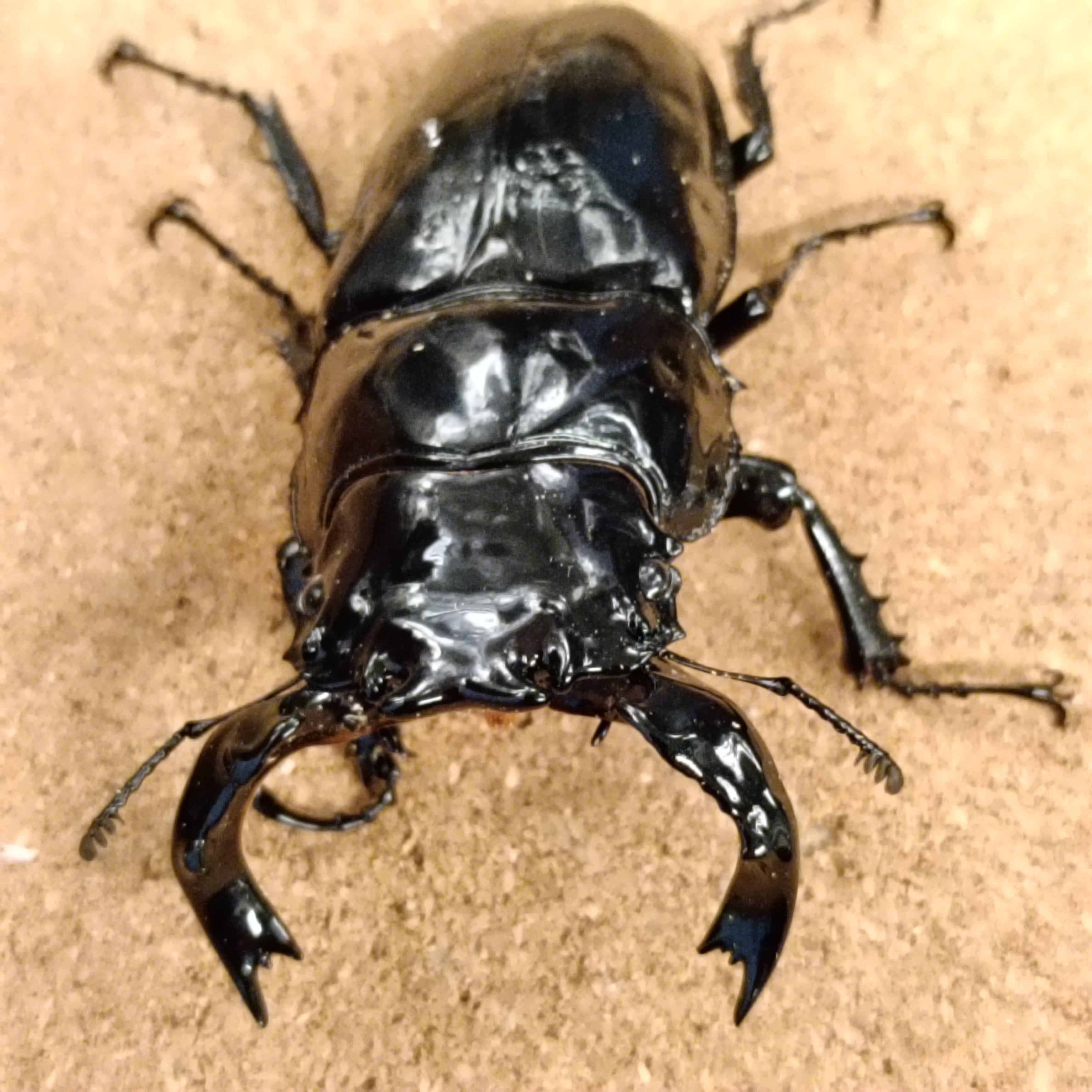 タランドゥスオオツヤクワガタ ♂ 82.2mm、♀52.5mm ペア | カブクワ