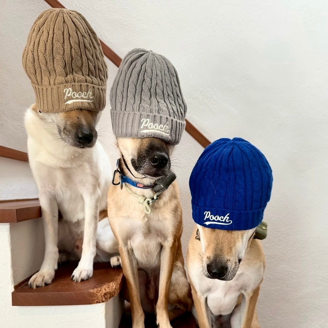 THE POOCH ザ・プーチ 掛時計 箱付 9a7df6a6dc1850949a27f5d09bb879
