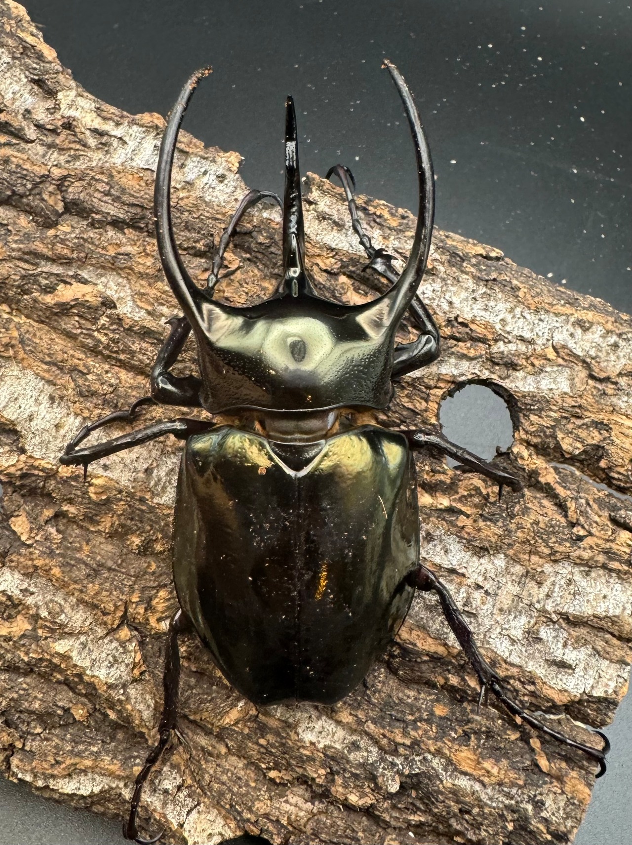 【WD】《ミンダナオアトラスオオカブト 88mm ペア》