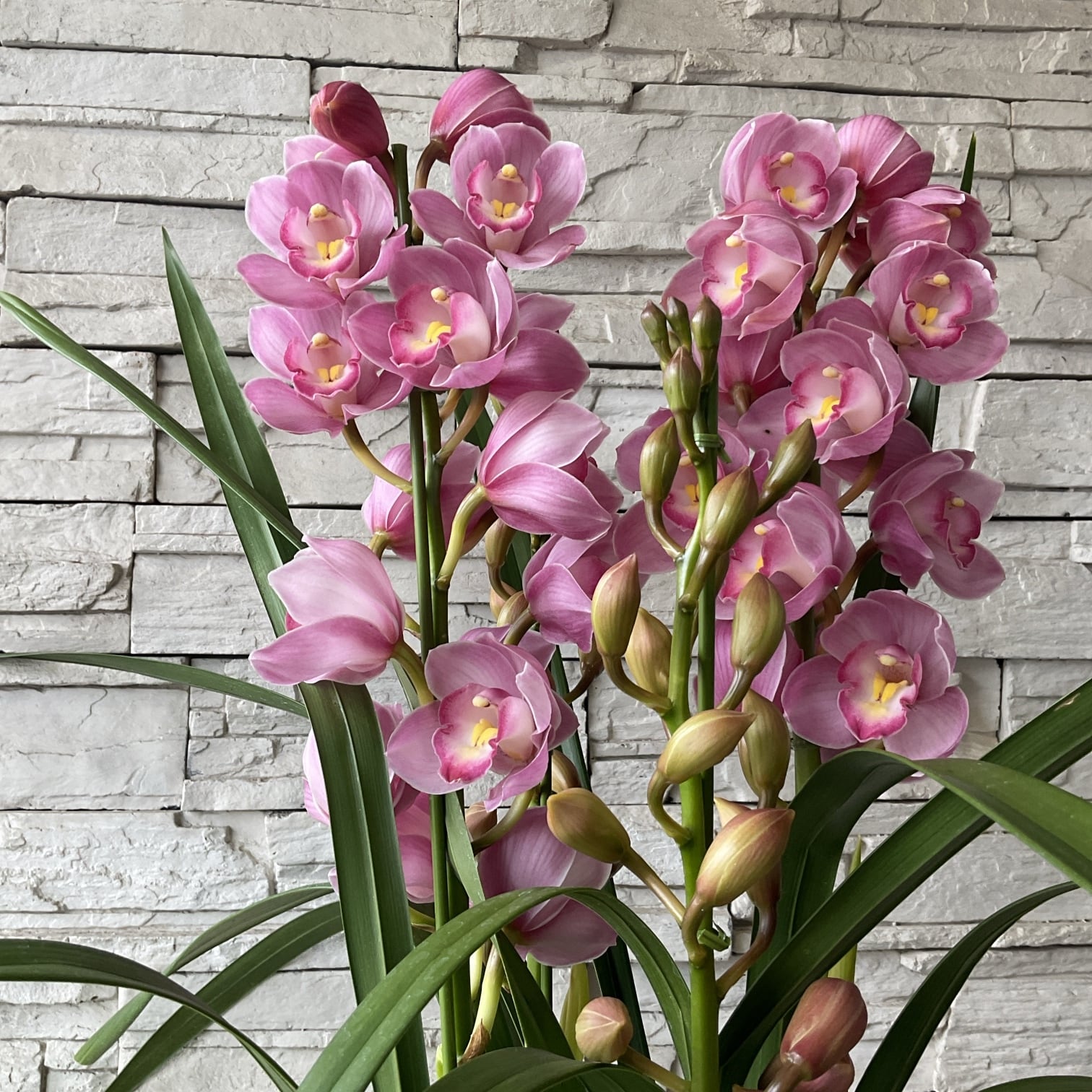 送料無料】シンビジウム 福娘 ピンク 6.3寸鉢 4F | 橋本種苗園