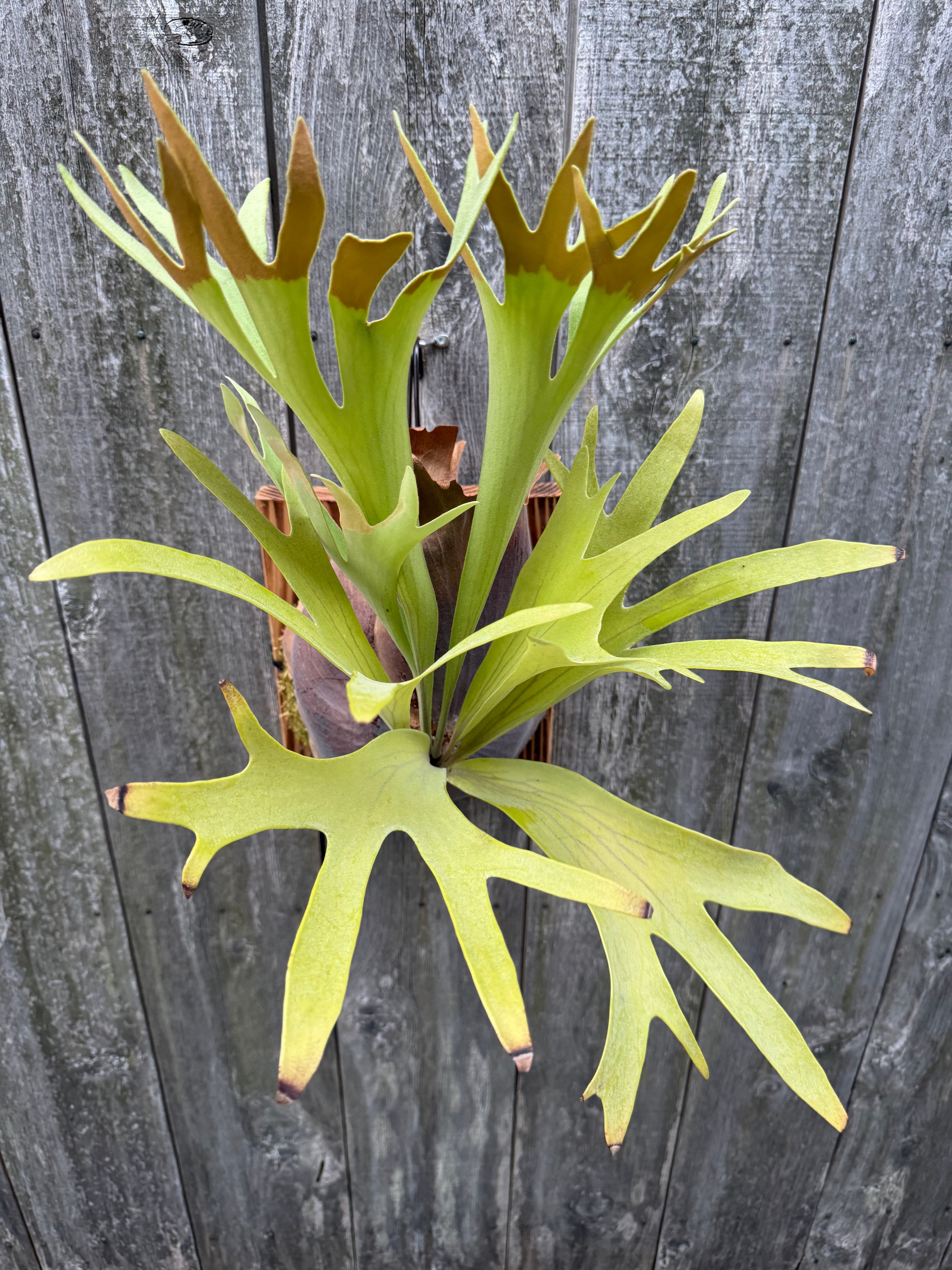 Platycerium bifurcatum Popcorn (pup) | naturefix