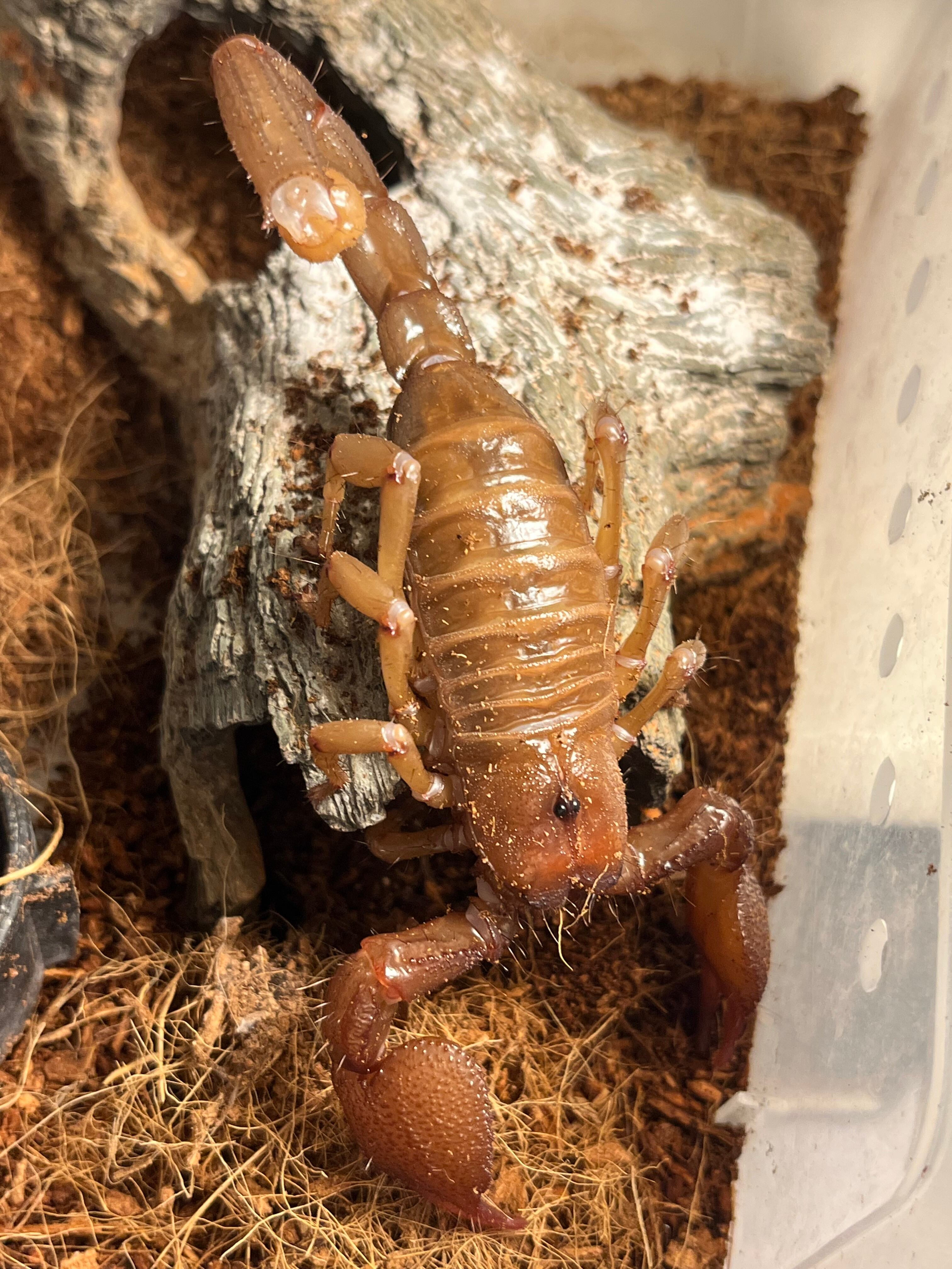 珍色ペア】蠍最大種かつハイポ感の強い♀のスワンメルダムオオハカリ
