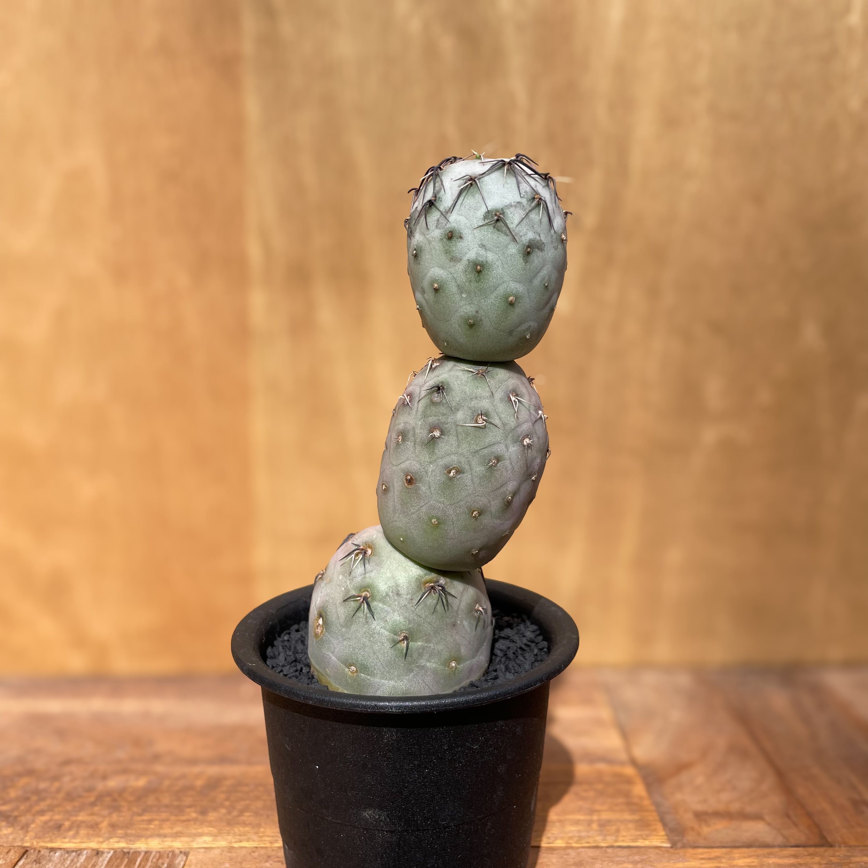 Tephrocactus geometricus【テフロカクタス・ゲオメトリクス Tephrocactus geometricus【テフロカクタス・ゲオメトリクス