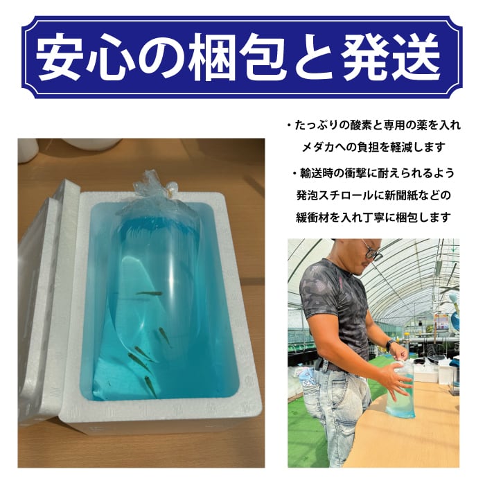 【5匹＋補償1匹】ブラックフェザーライト龍鱗TYPE