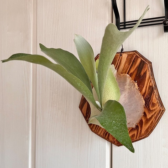 ビカクシダ ネザーランド 板付 【観葉植物 室内 コウモリラン】